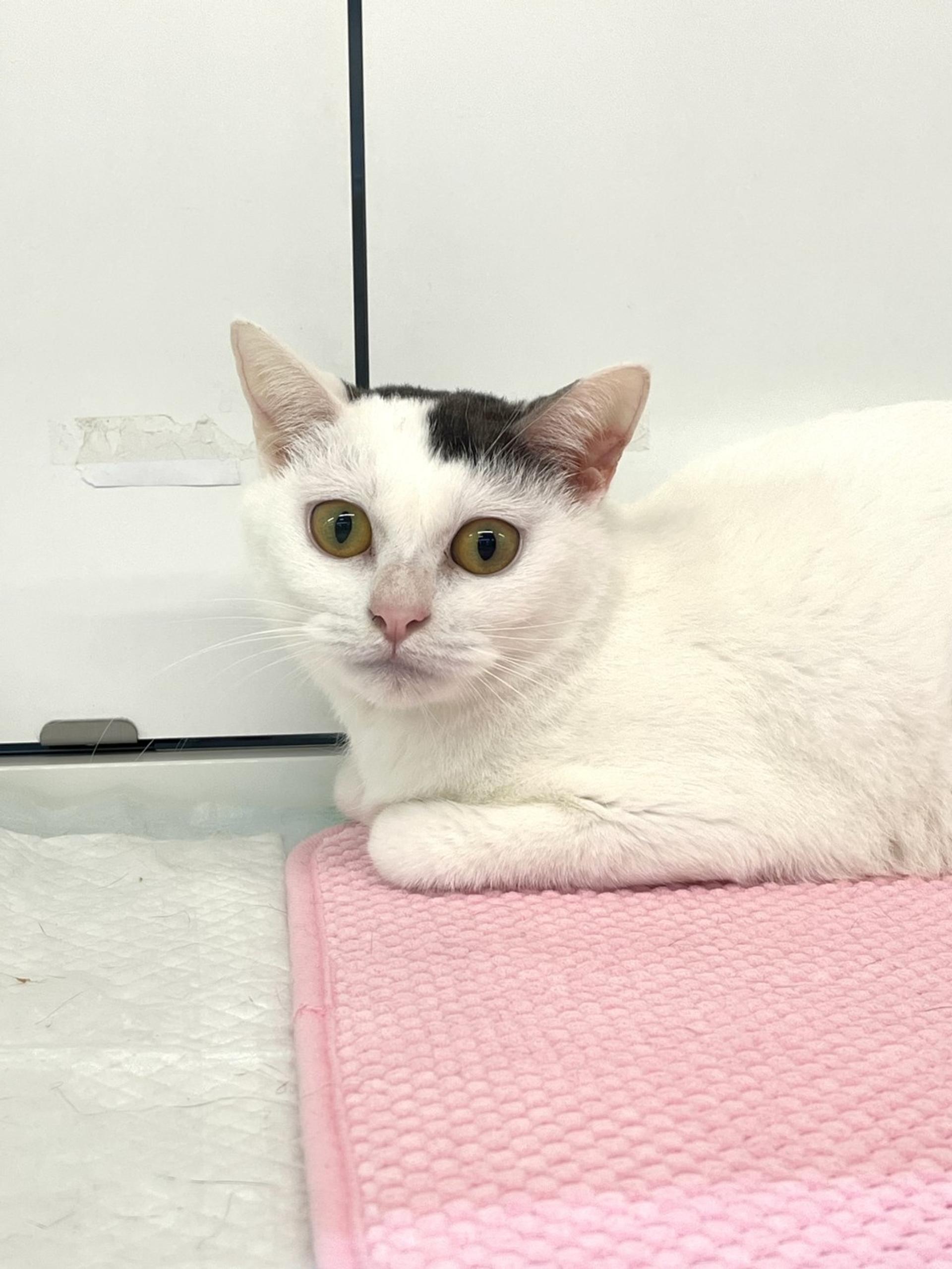 pet-image-5