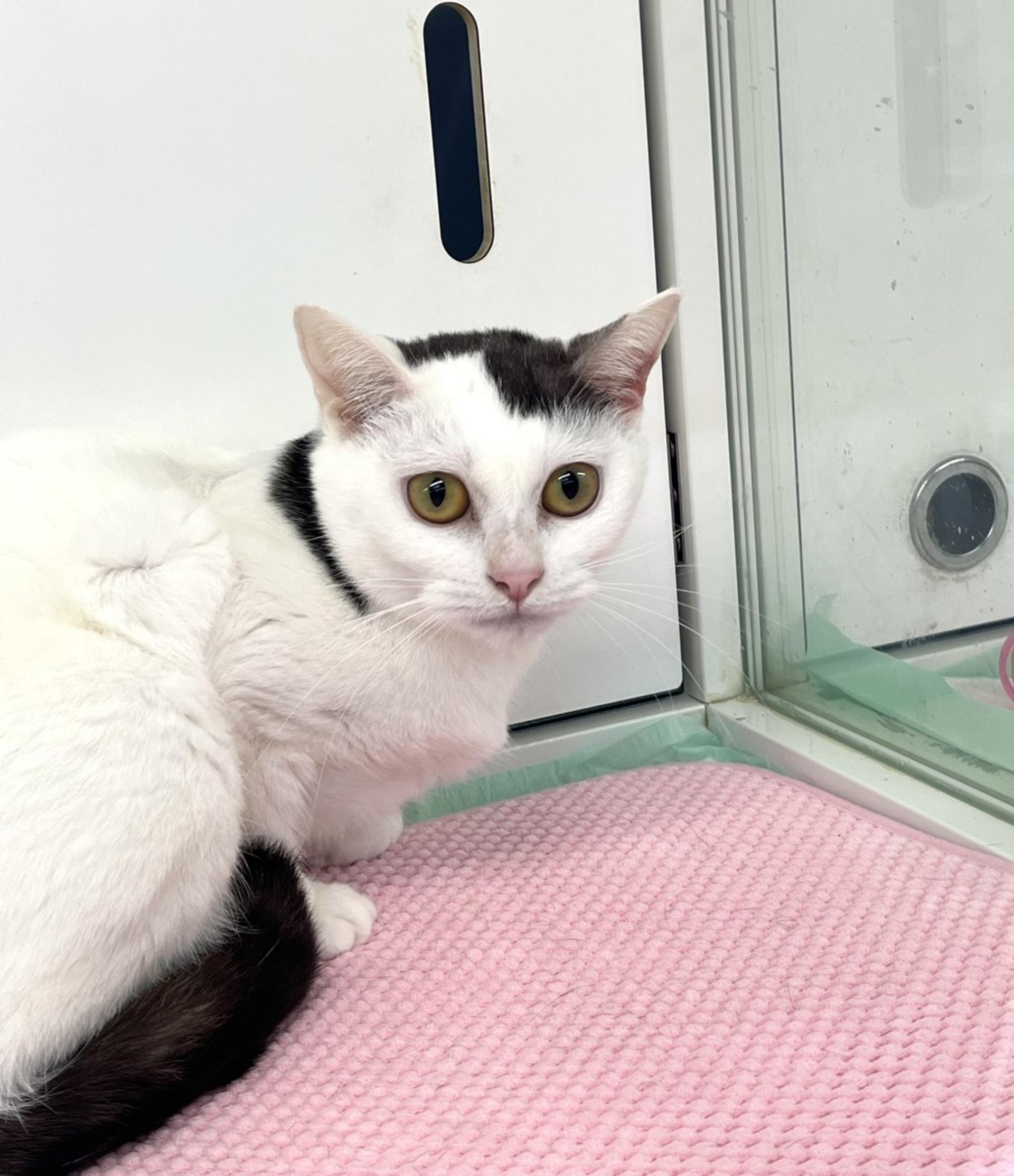 pet-image-4