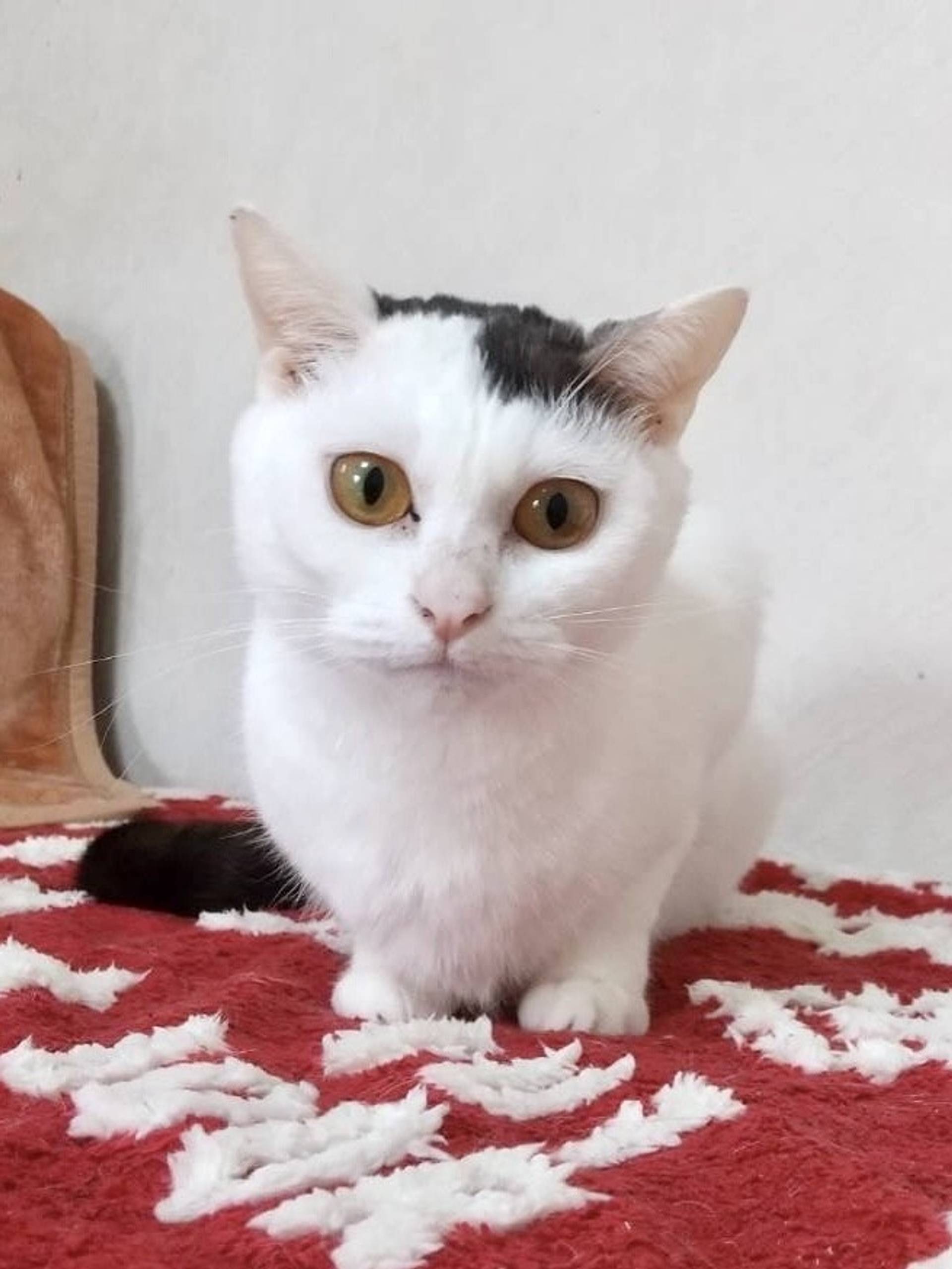 雑種（ミックス猫）・メスの里親募集の写真