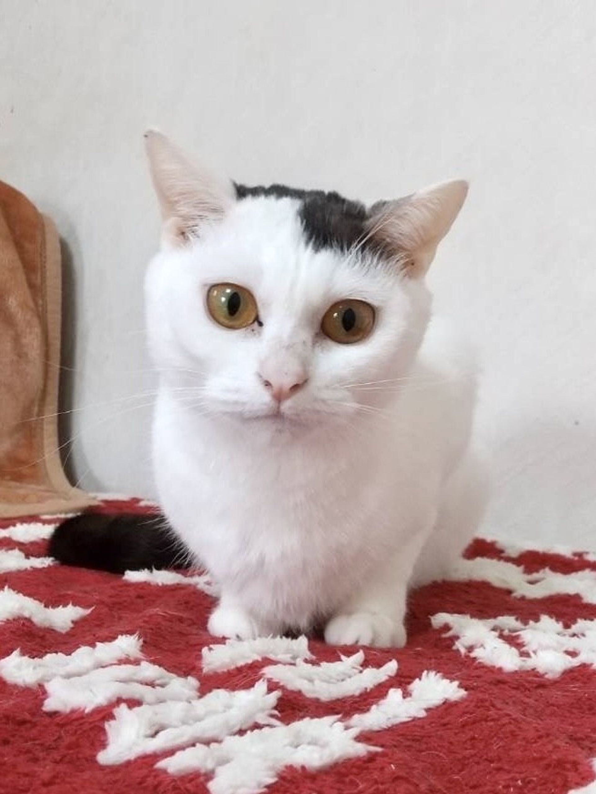 雑種（ミックス猫）・メスの里親募集の写真