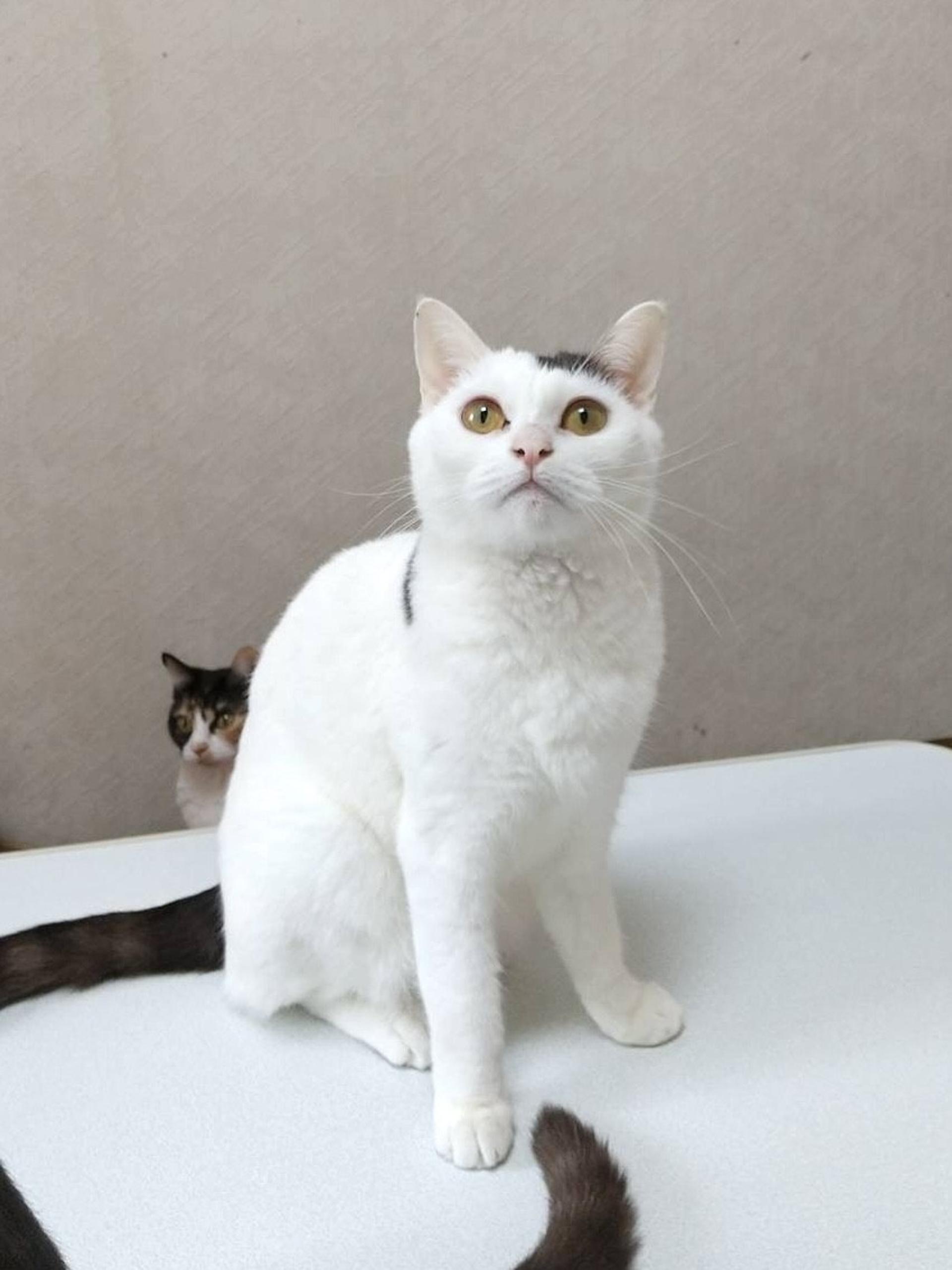 pet-image-2