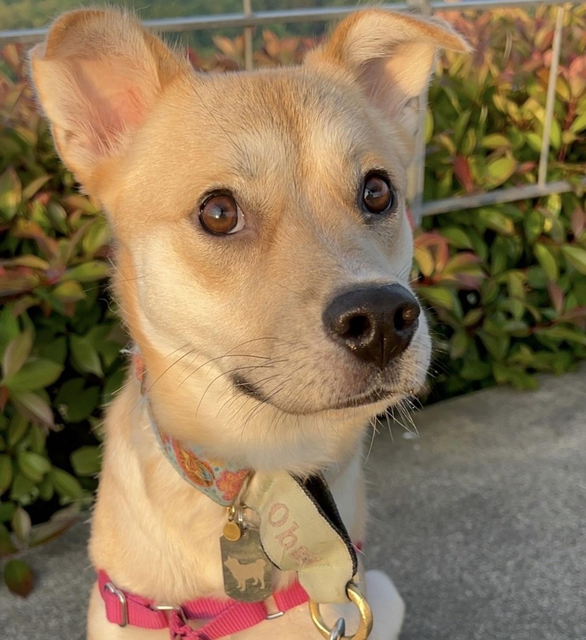 pet-image-4