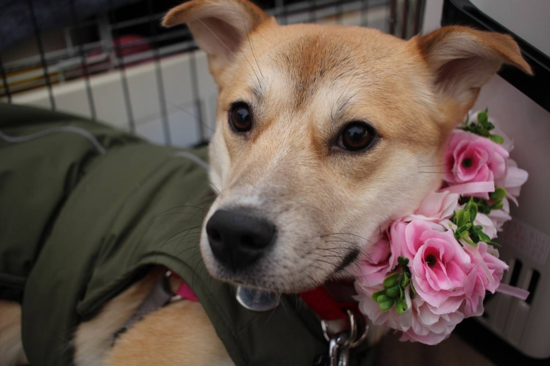 雑種（ミックス犬）・メスの里親募集の写真