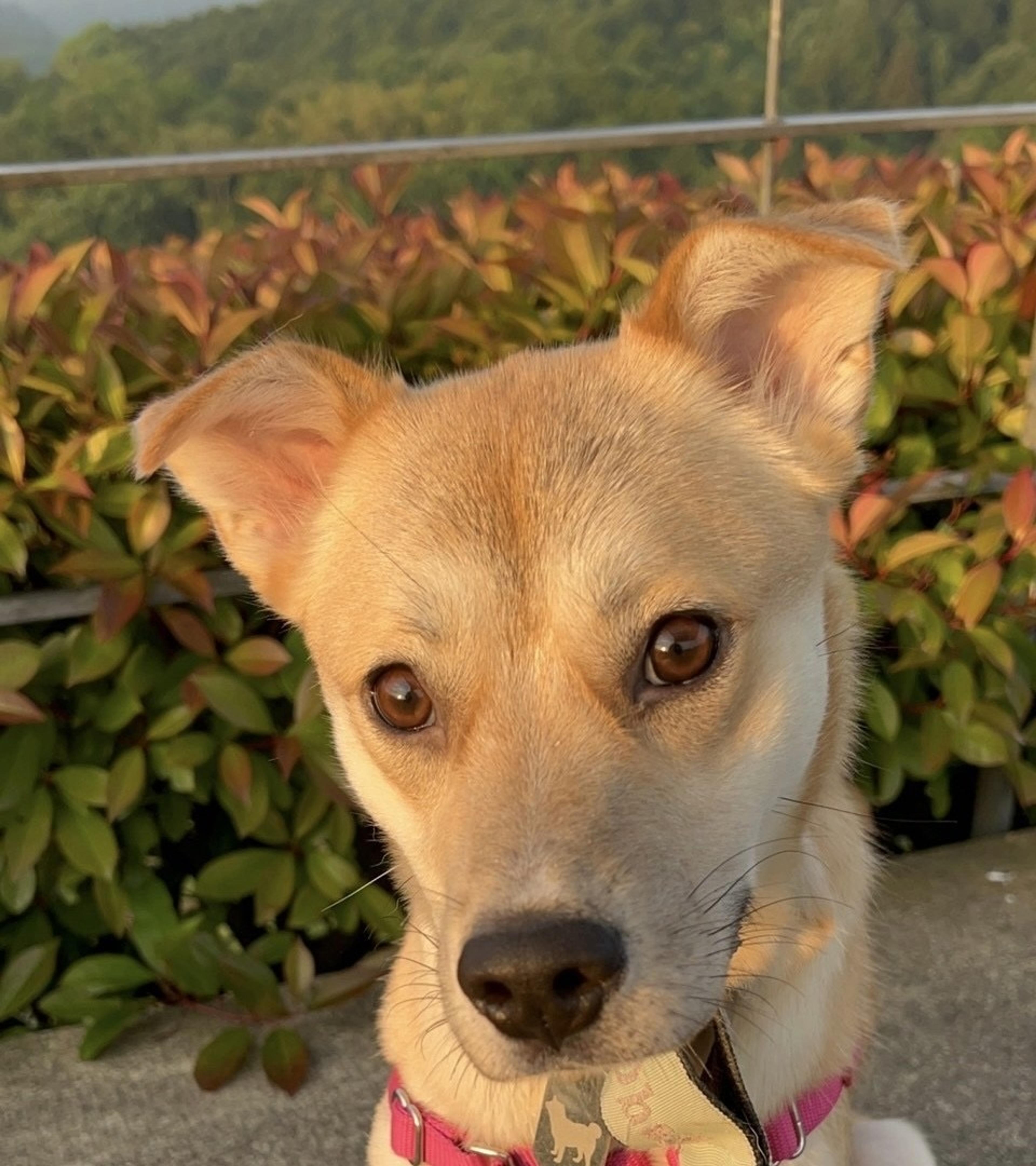pet-image-3