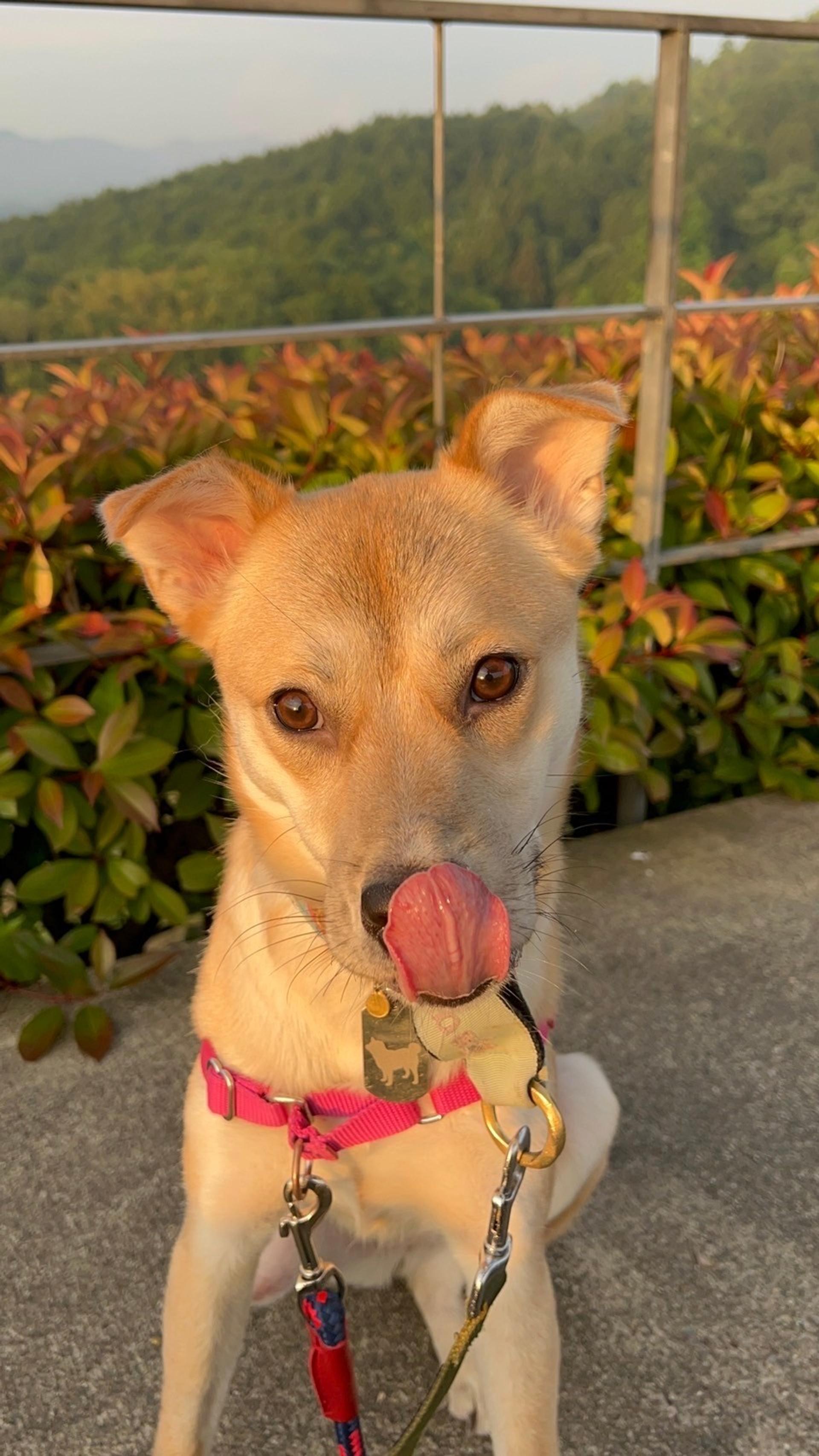 pet-image-5