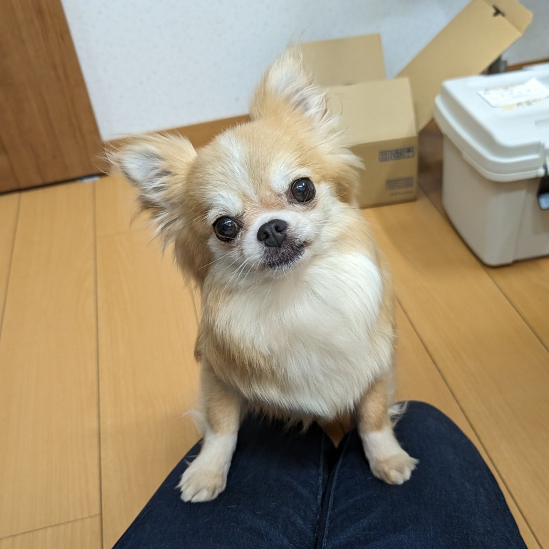 チワワ・メスの里親募集の写真
