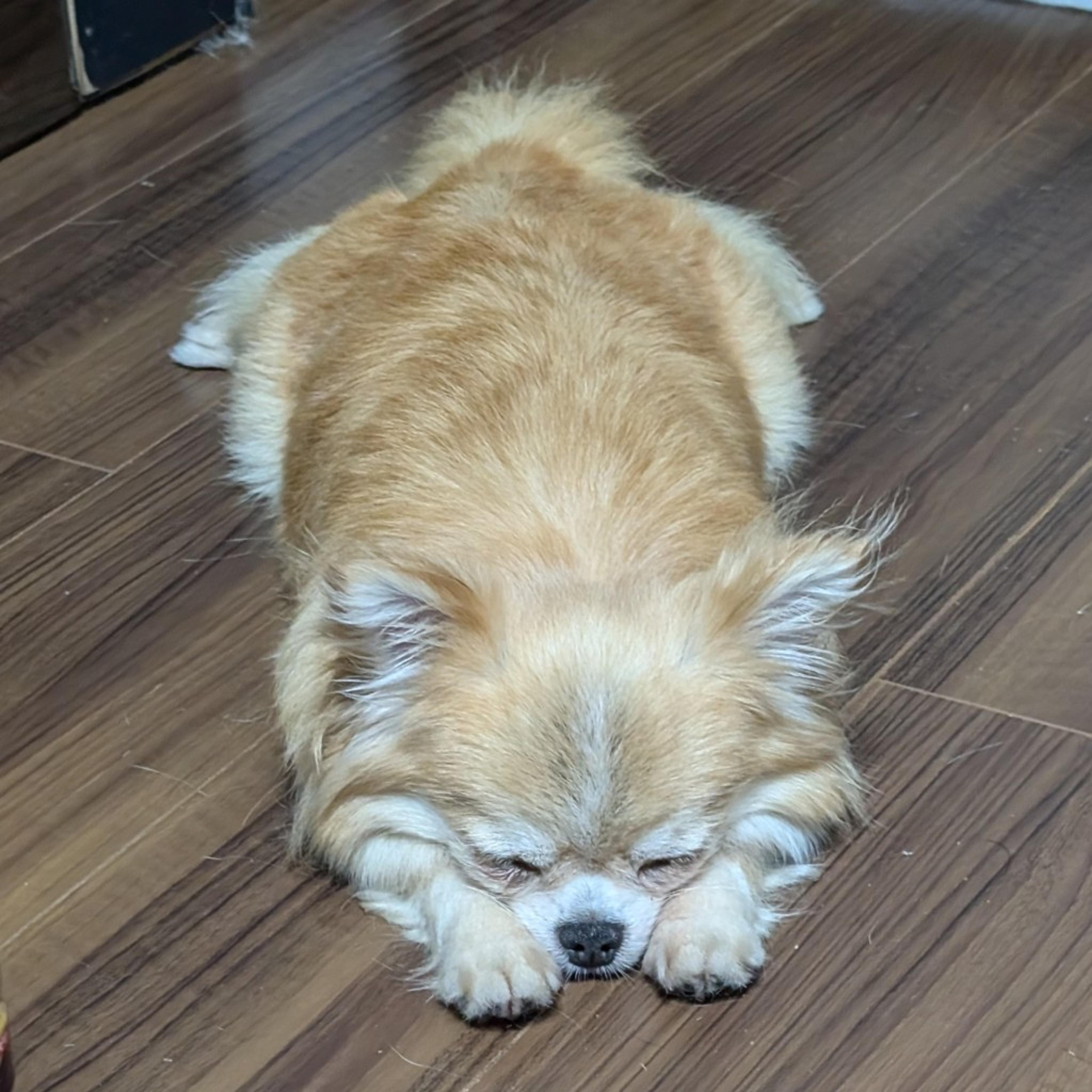 pet-image-3