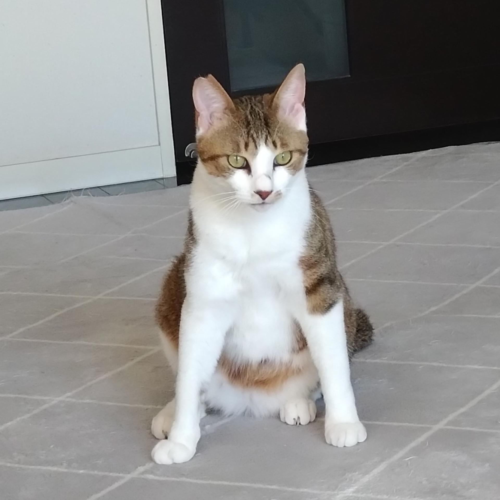 pet-image-3