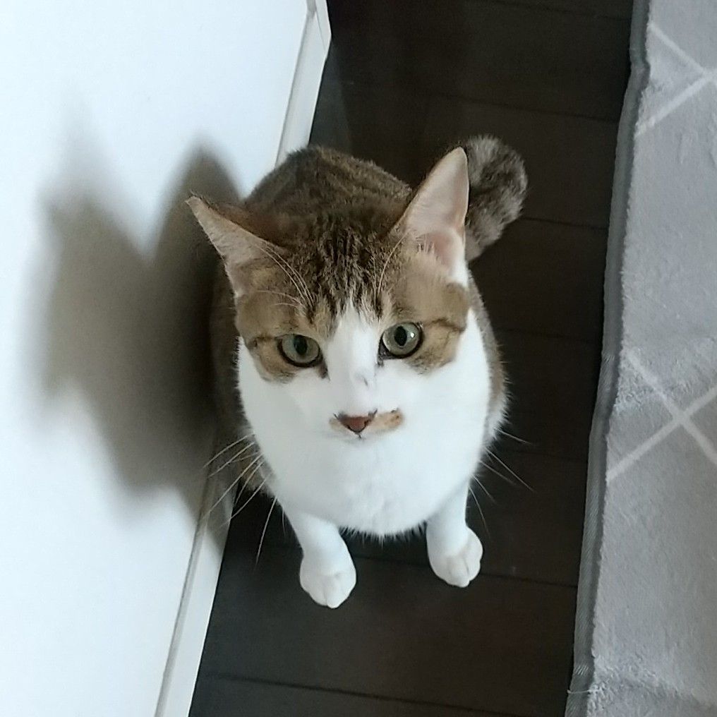 明るいキジトラ♡イケニャンのフリン君 | 雑種（ミックス猫） | みなと