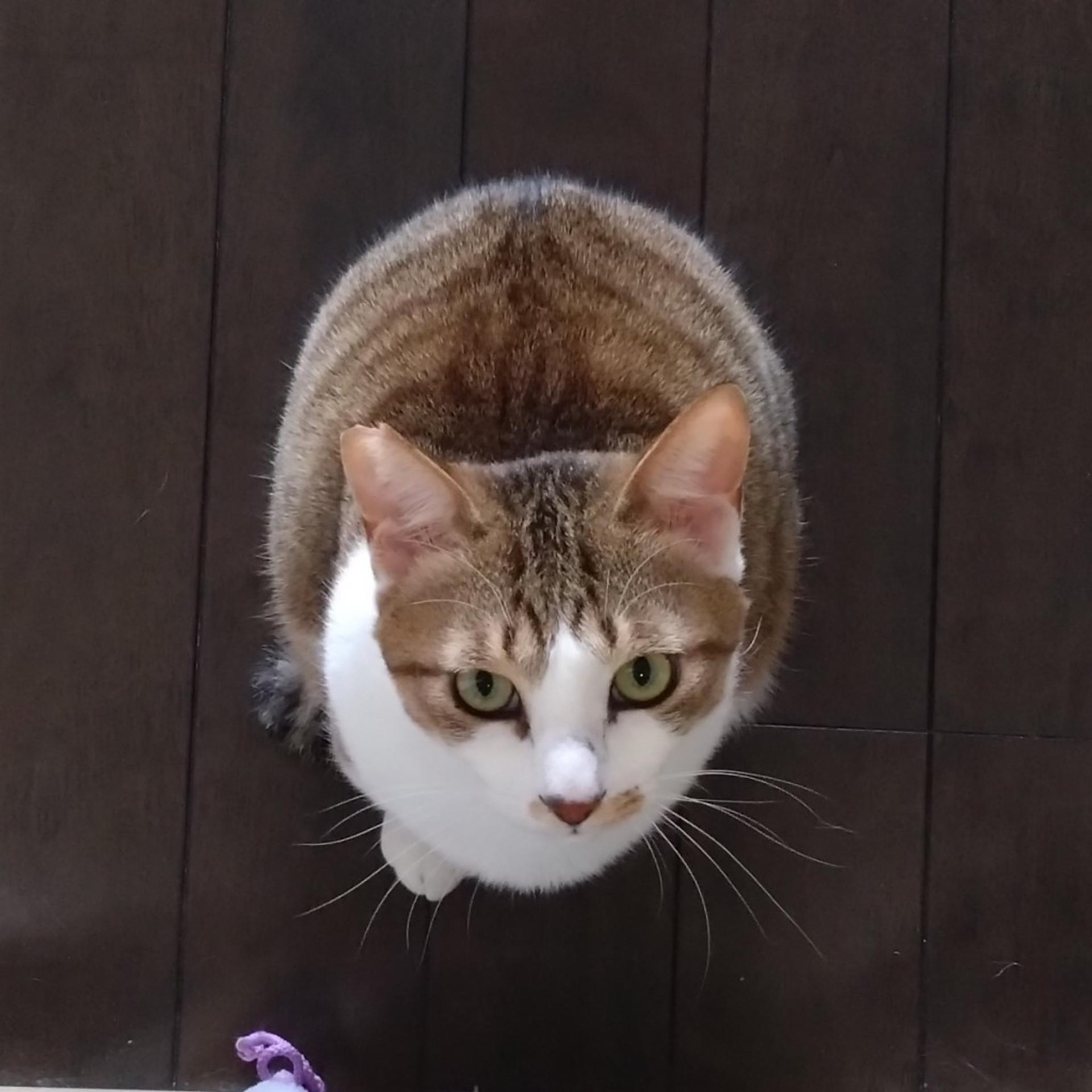 pet-image-7