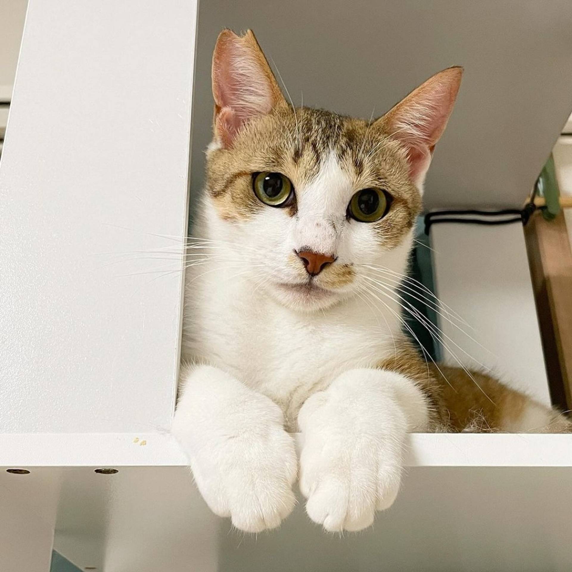 雑種（ミックス猫）・オスの里親募集の写真