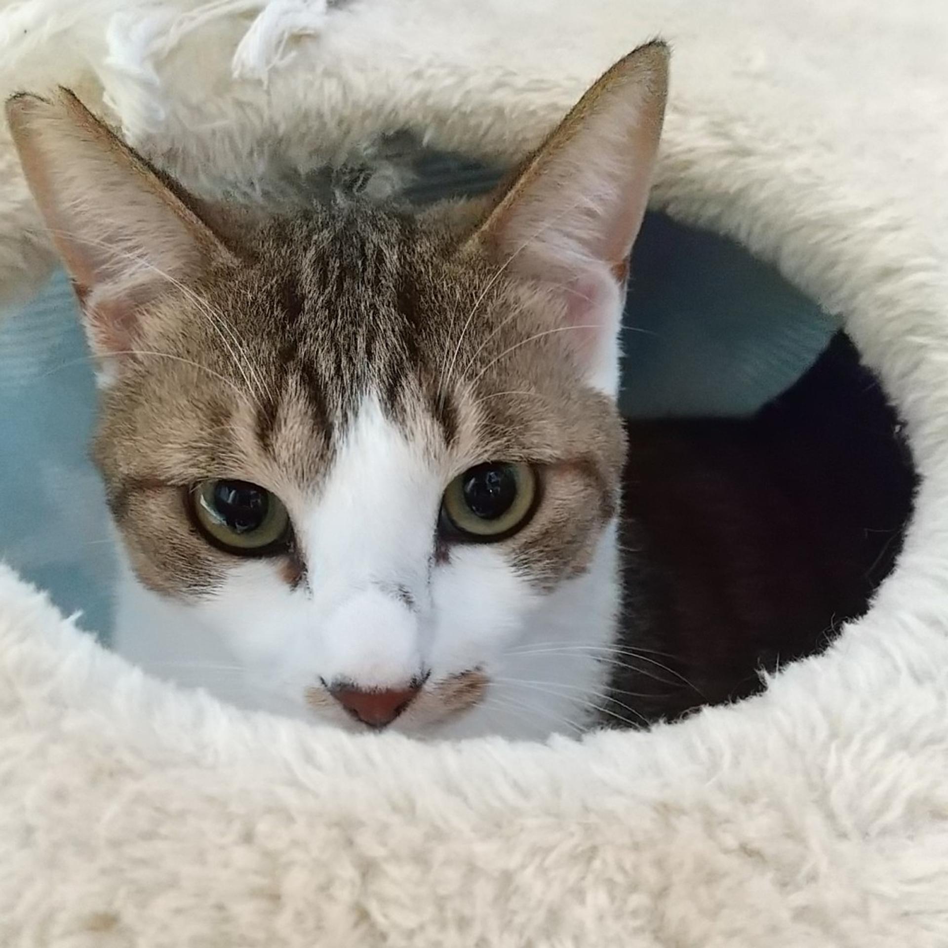 pet-image-2
