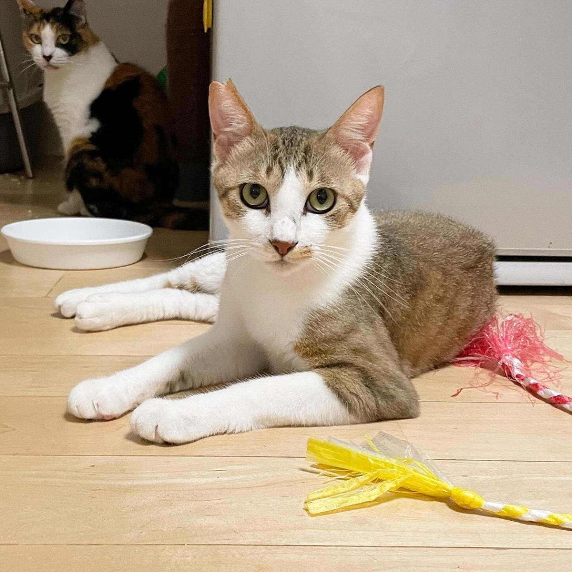 pet-image-4
