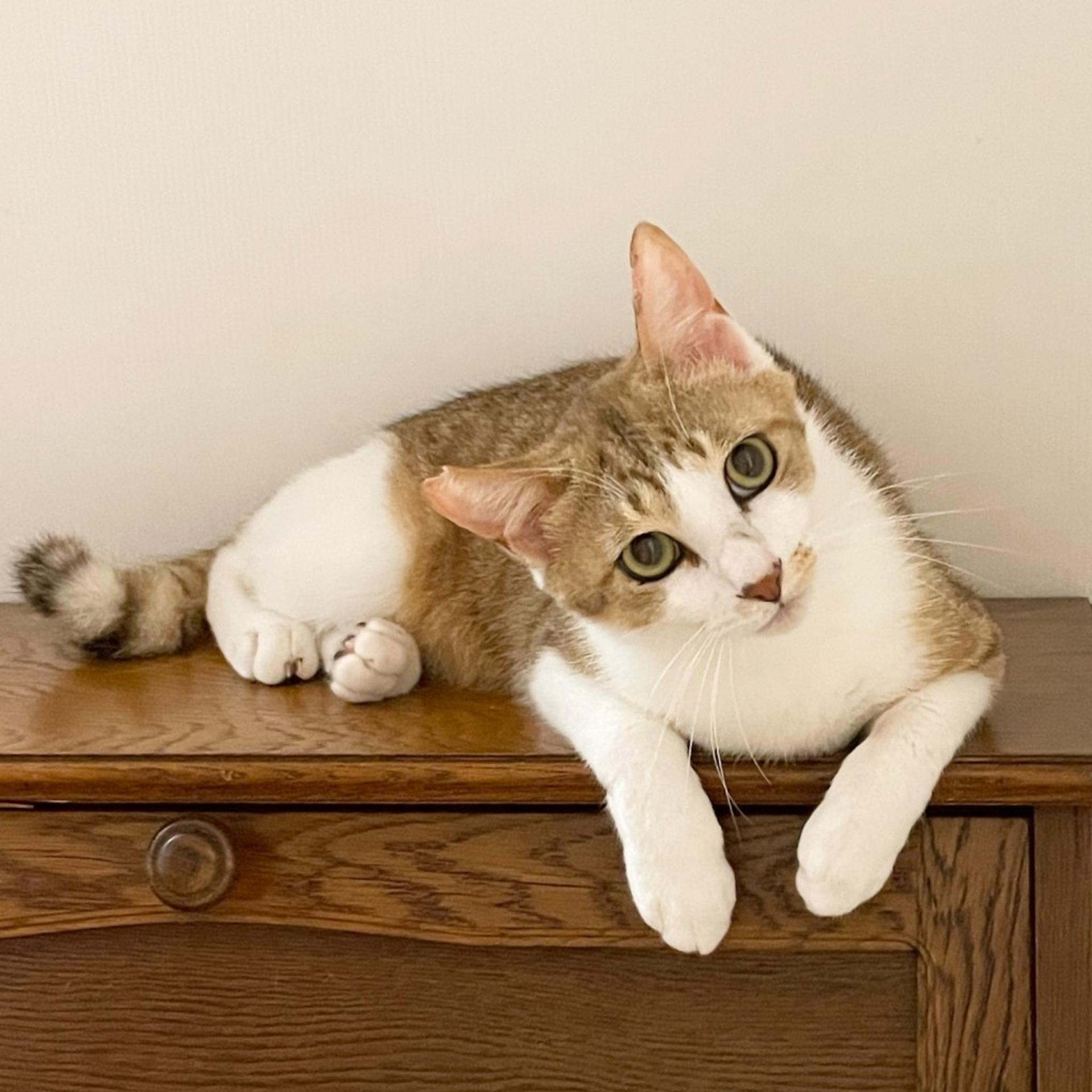 pet-image-8