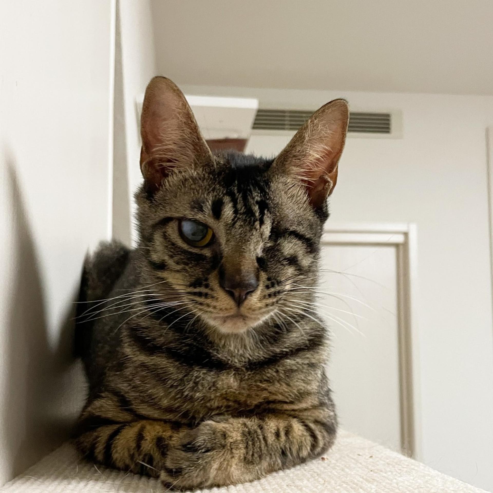 pet-image-8