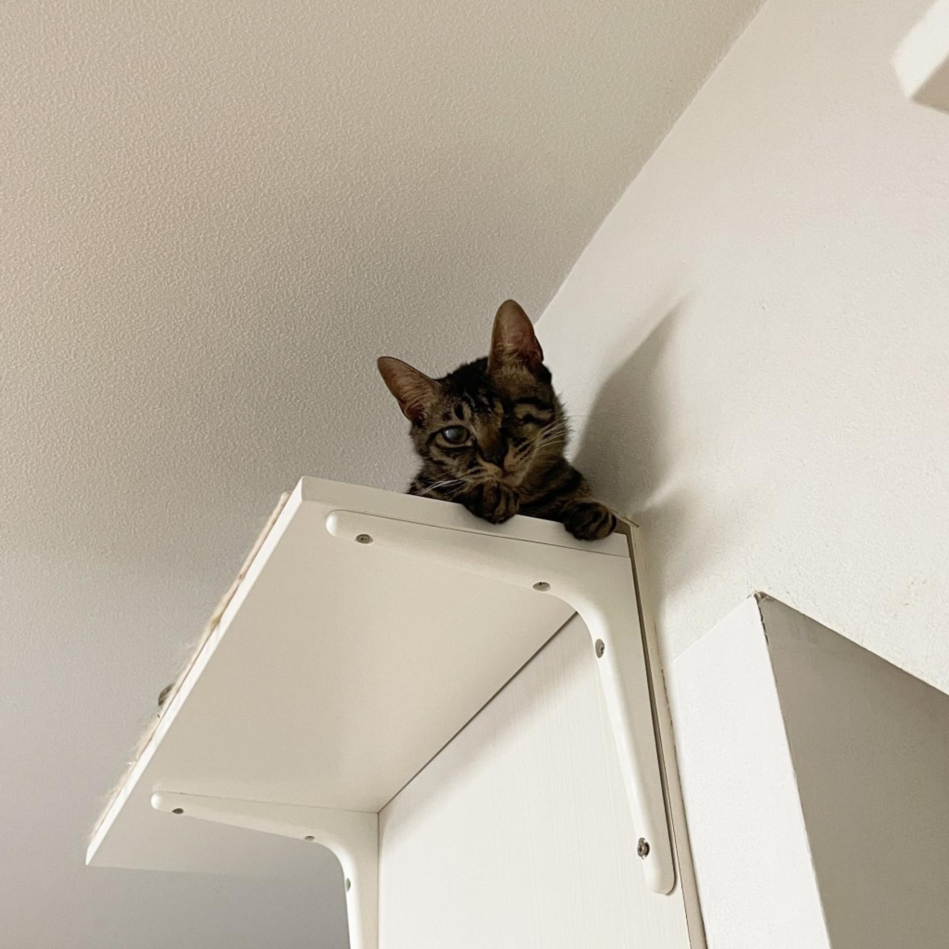 pet-image-7