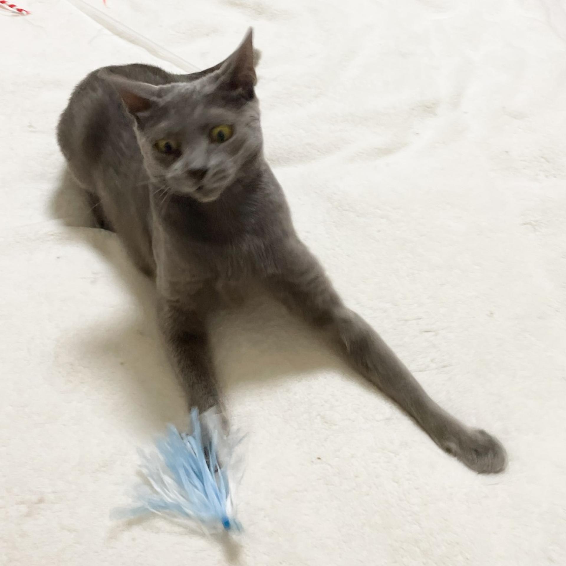 pet-image-5