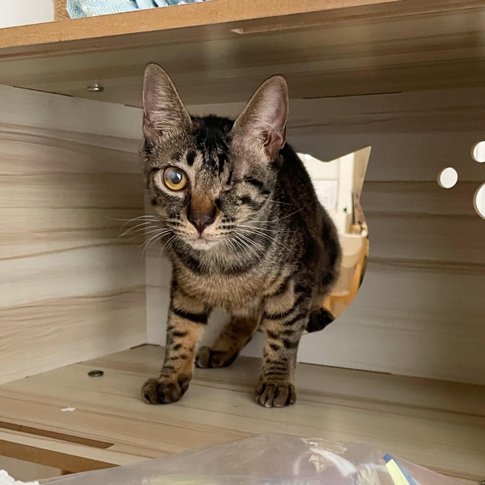 pet-image-9