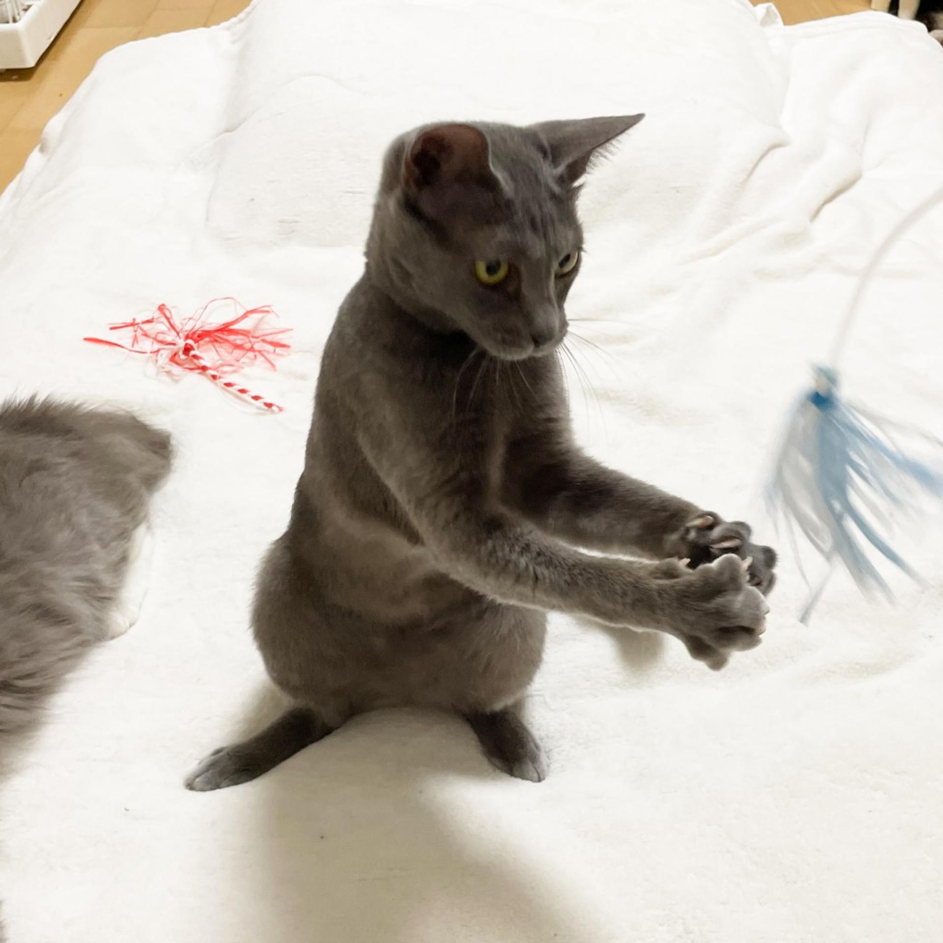 pet-image-4