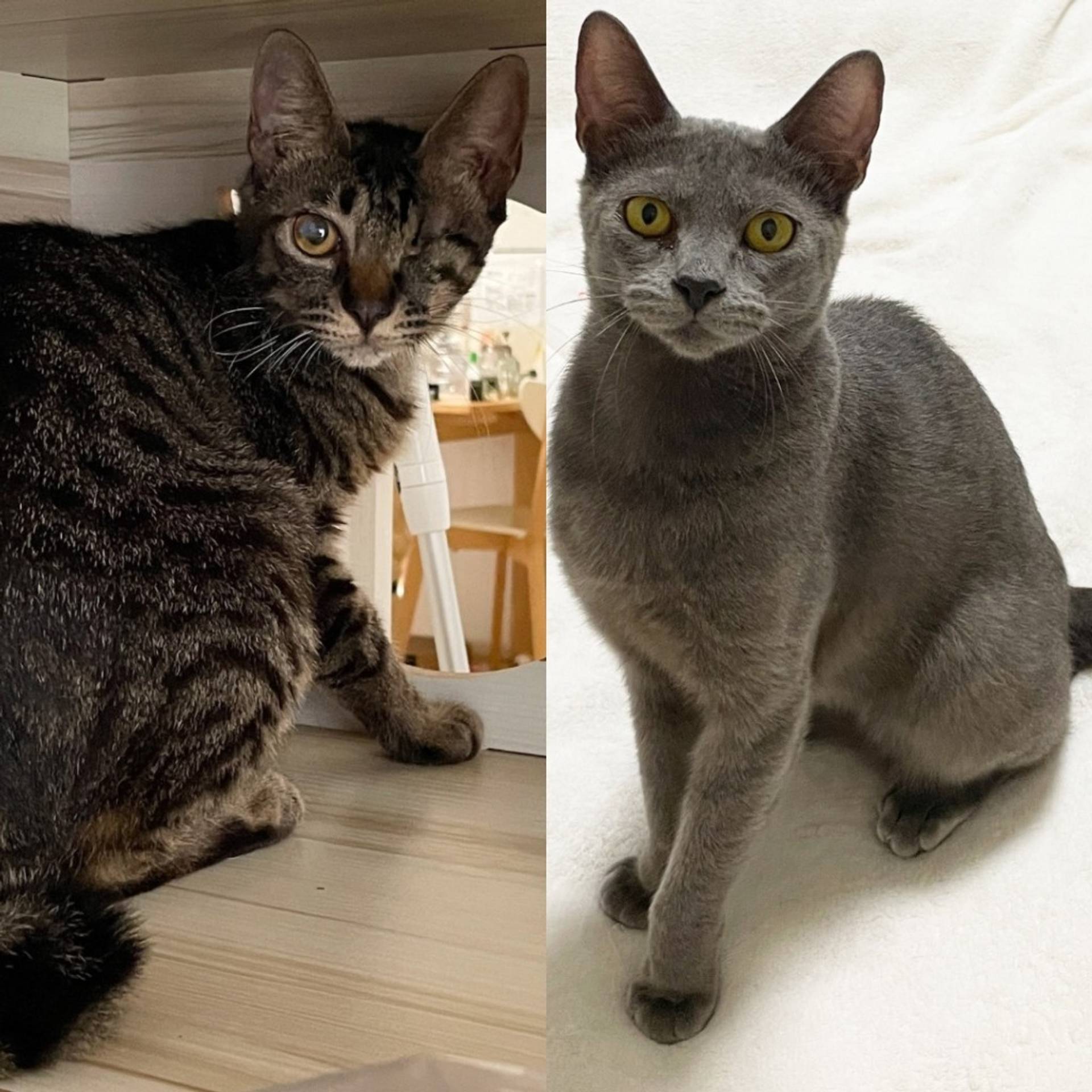 雑種（ミックス猫）・メスの里親募集の写真
