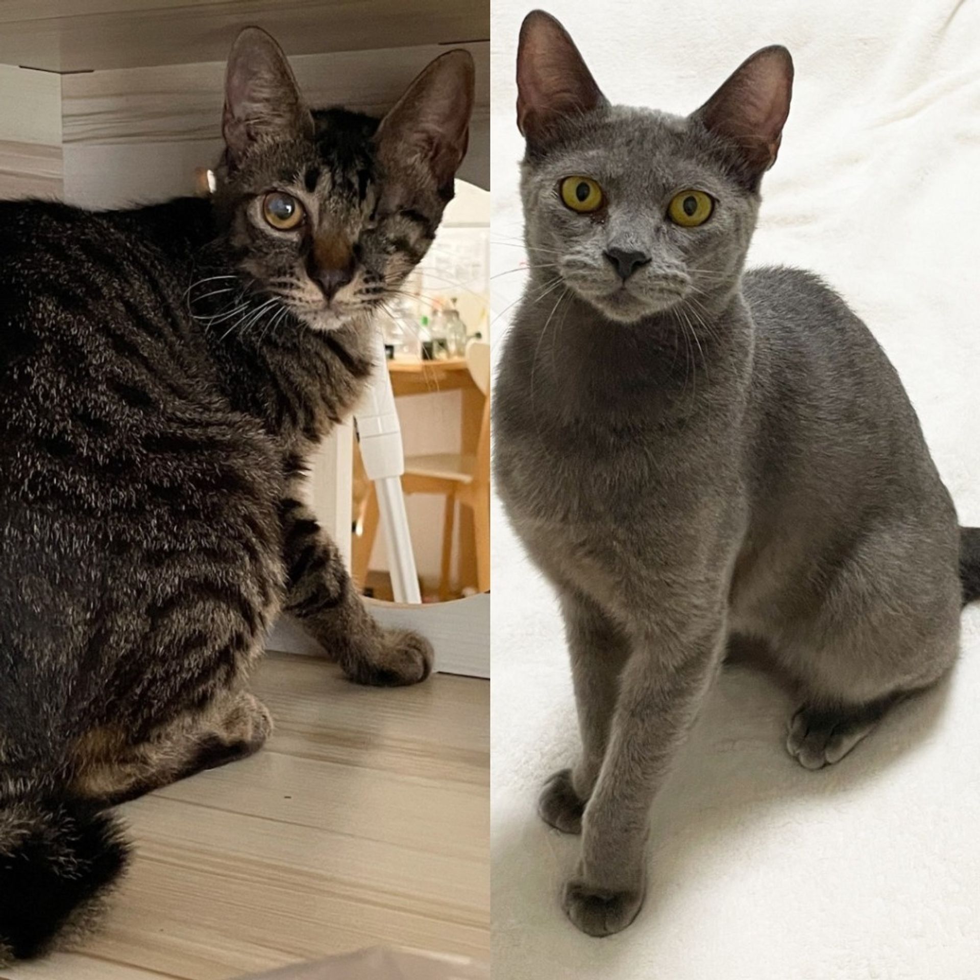 雑種（ミックス猫）・メスの里親募集の写真
