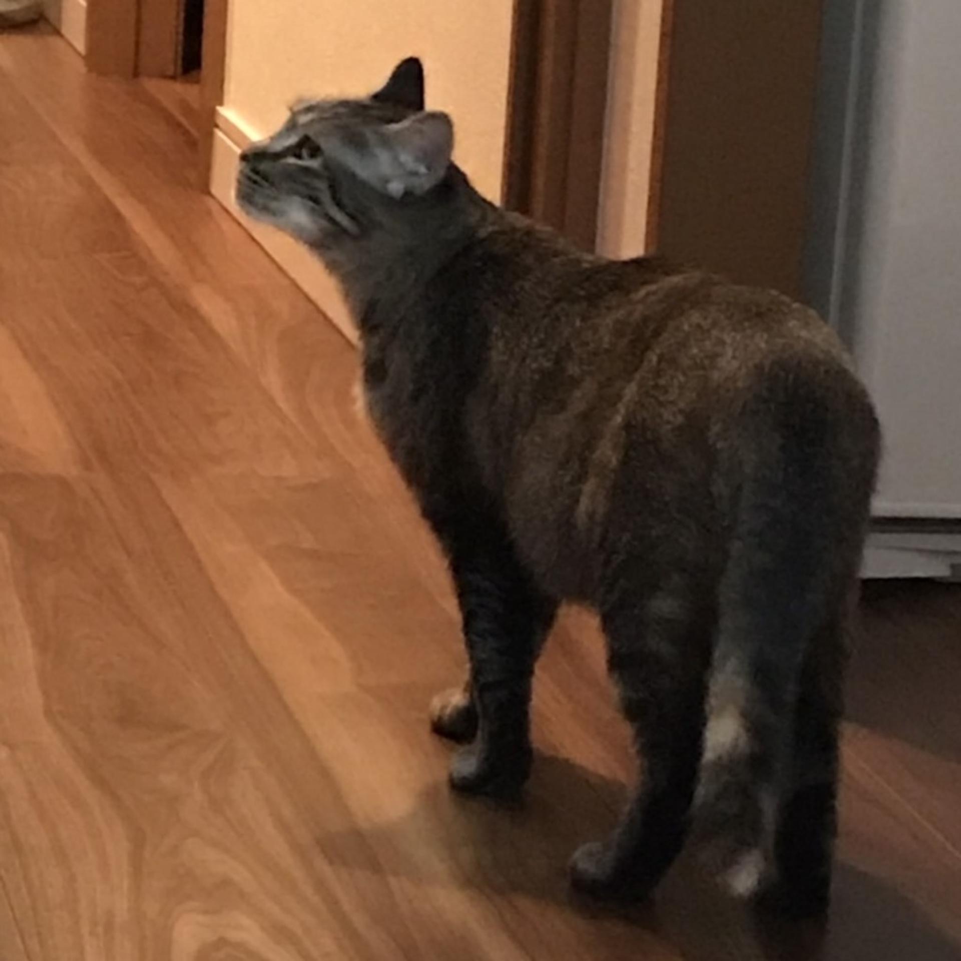 pet-image-8