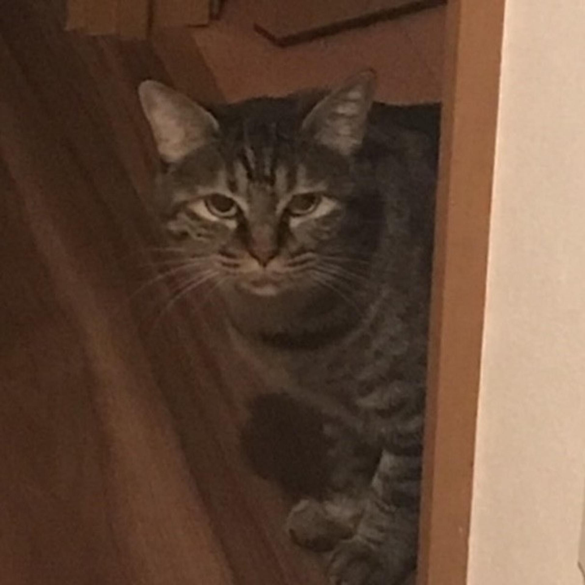 pet-image-9