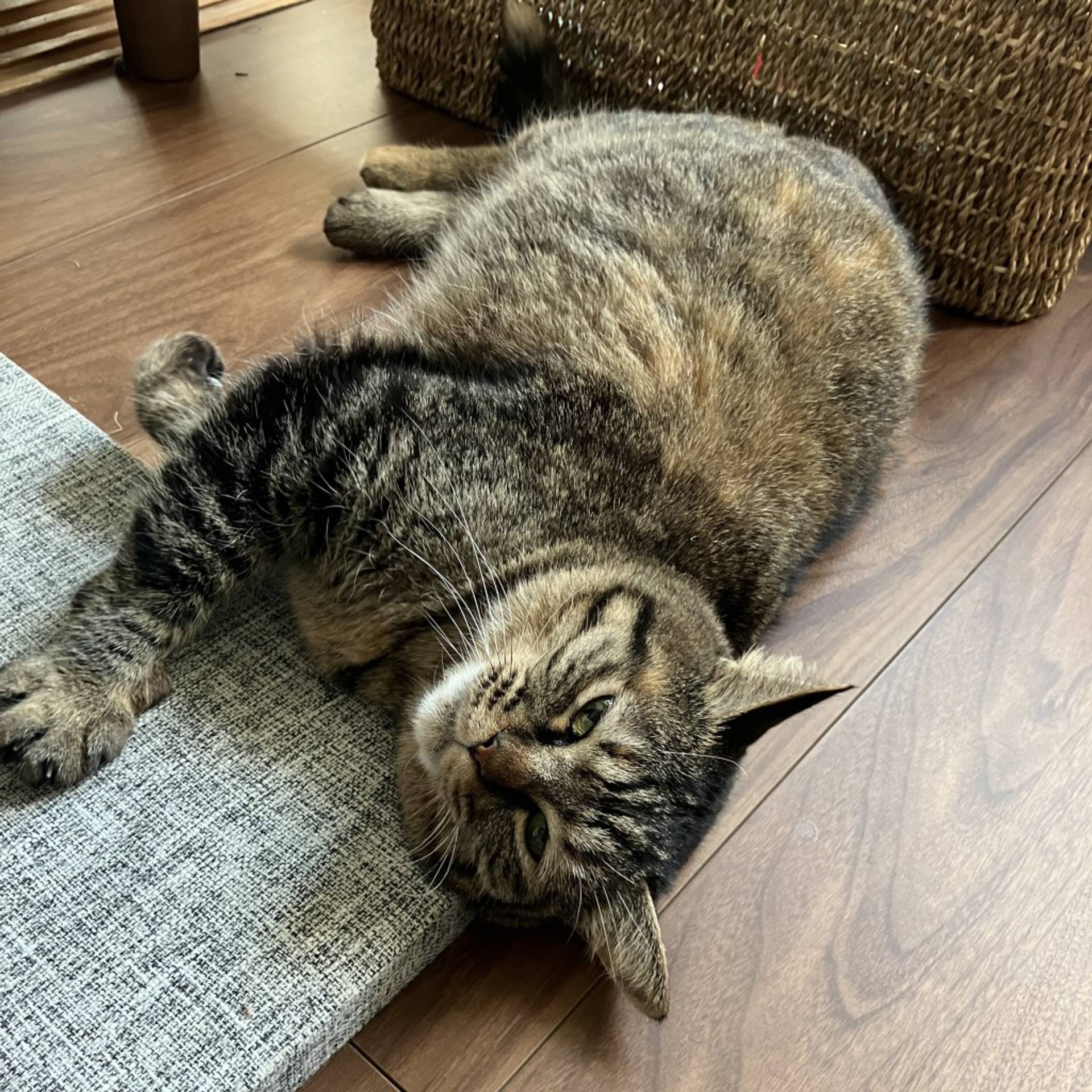 雑種（ミックス猫）・メスの里親募集の写真