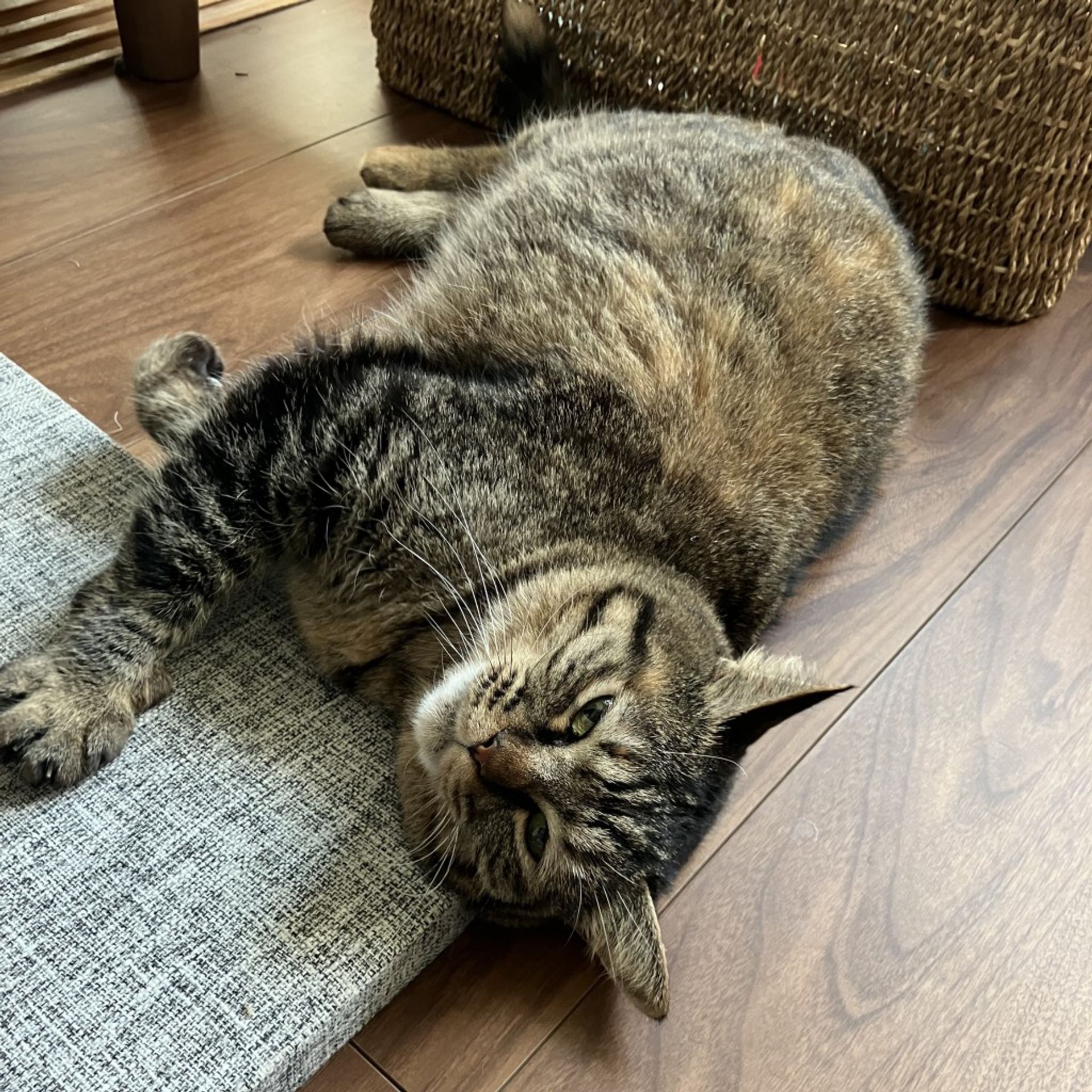 雑種（ミックス猫）・メスの里親募集の写真