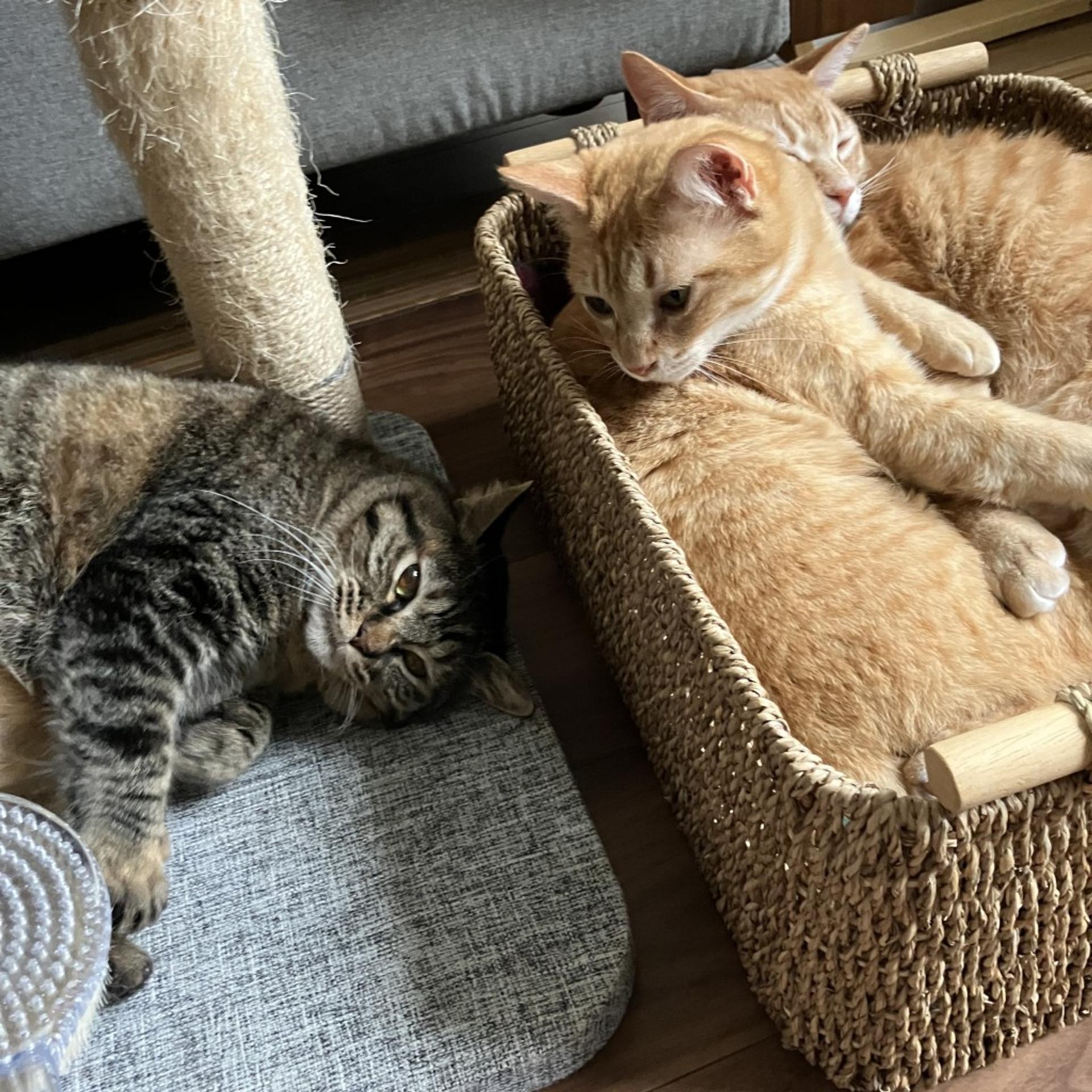 pet-image-4