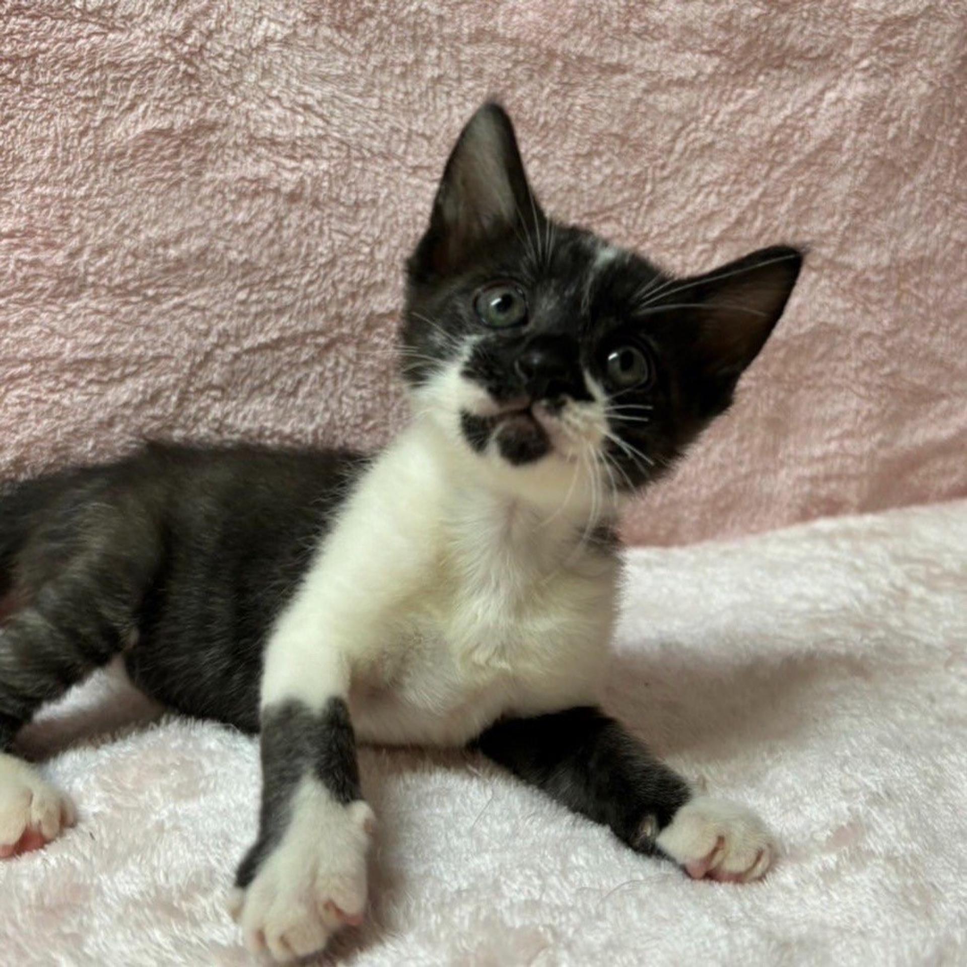 pet-image-2