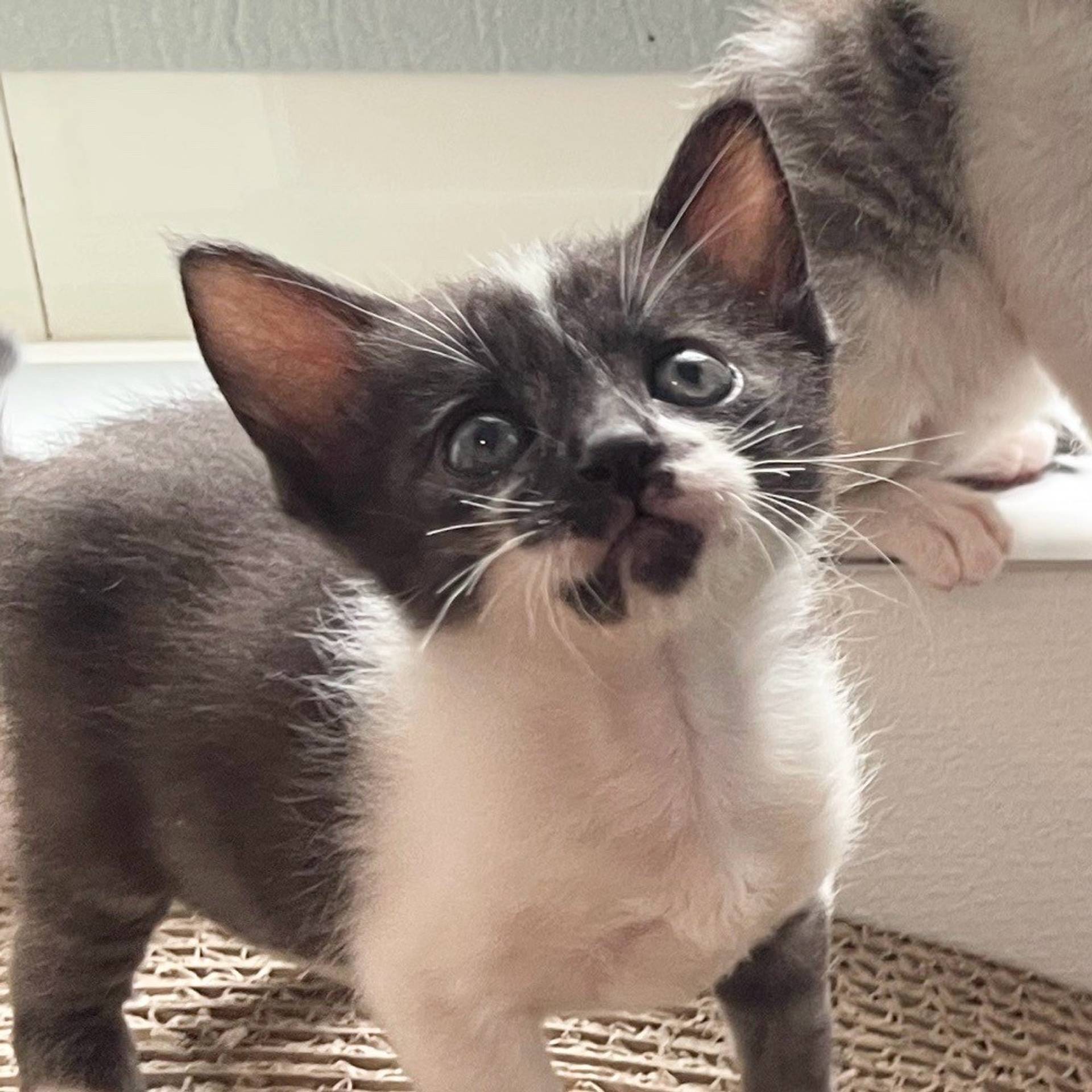 雑種（ミックス猫）・オスの里親募集の写真