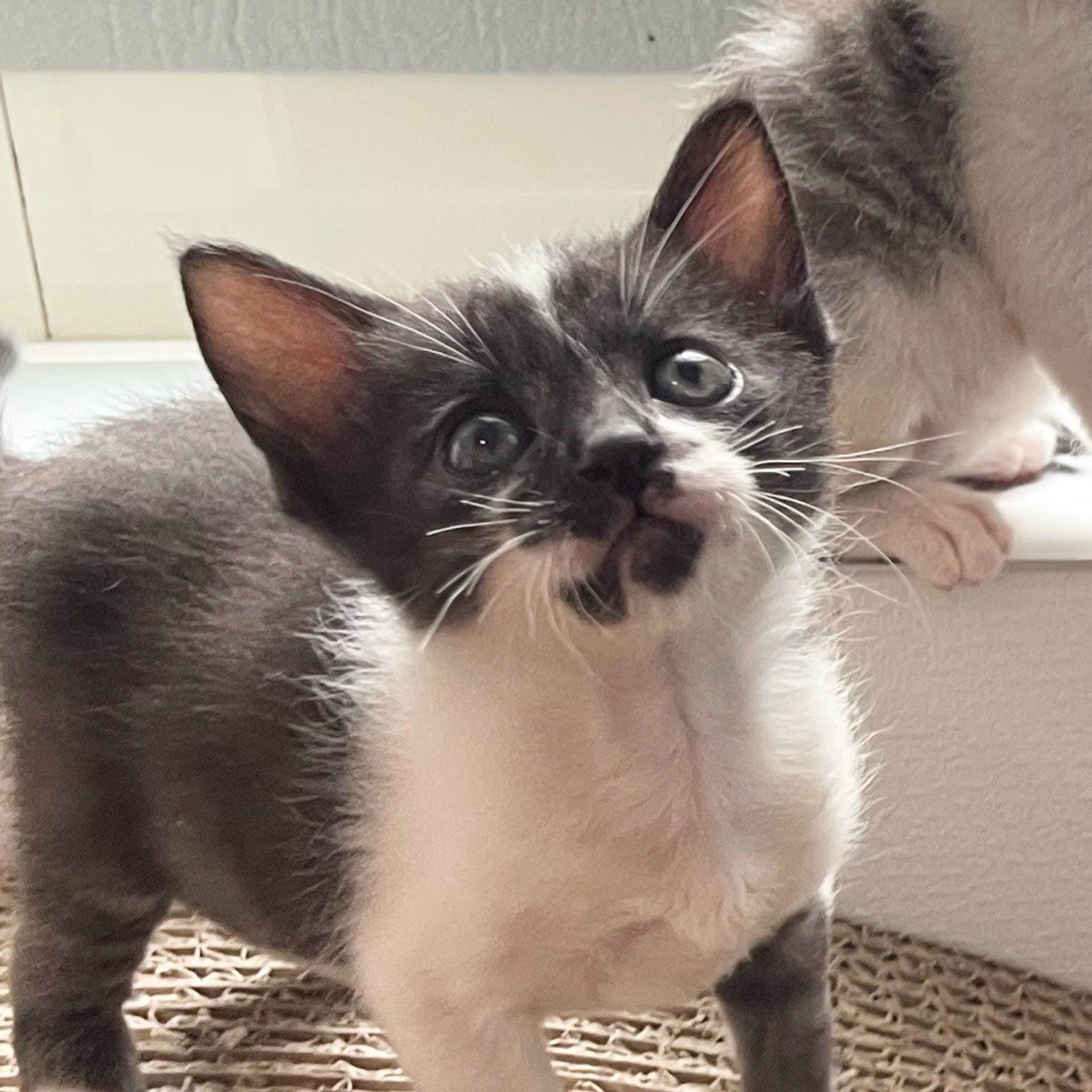 雑種（ミックス猫）・オスの里親募集の写真
