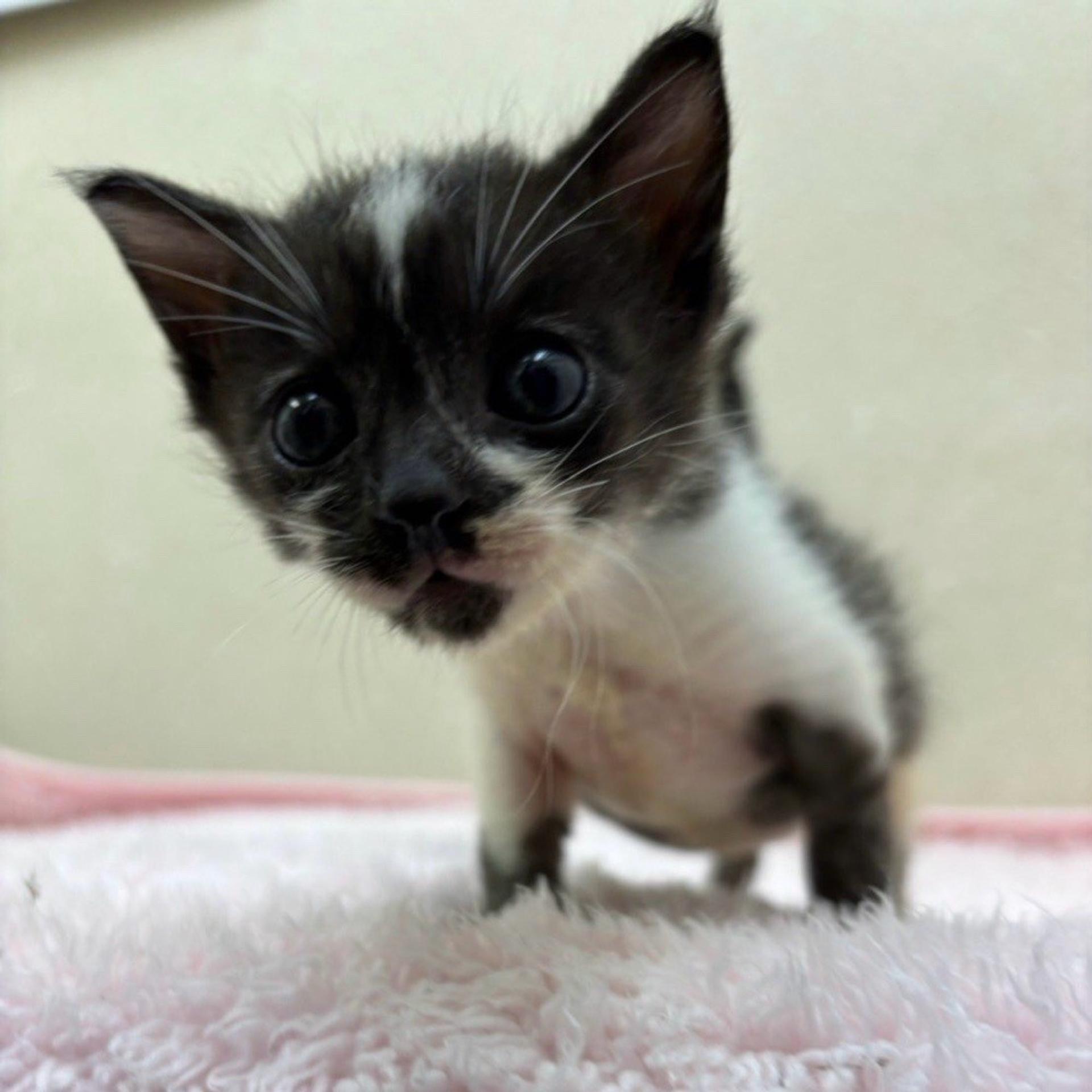 pet-image-4