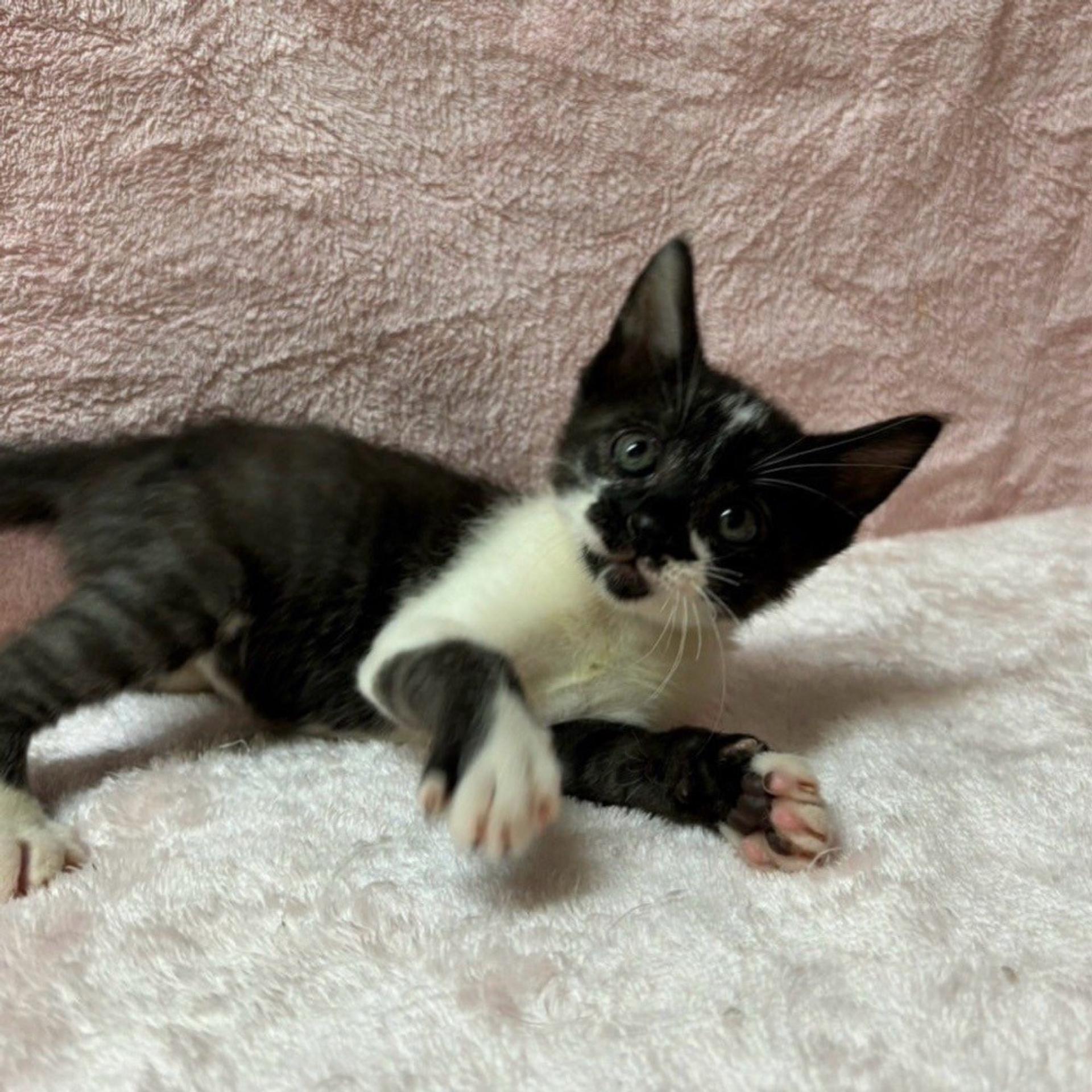 pet-image-6
