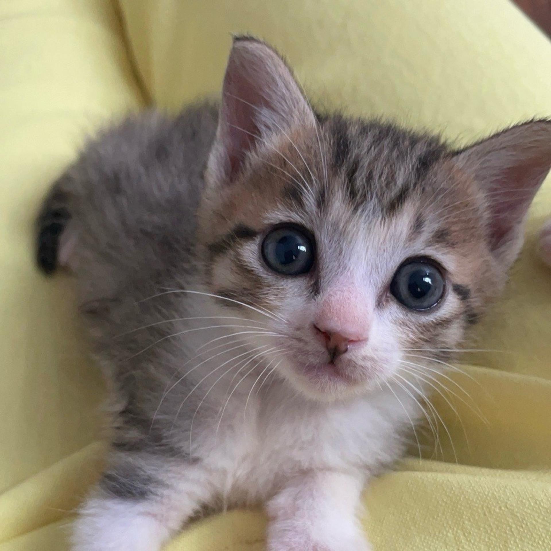 pet-image-2