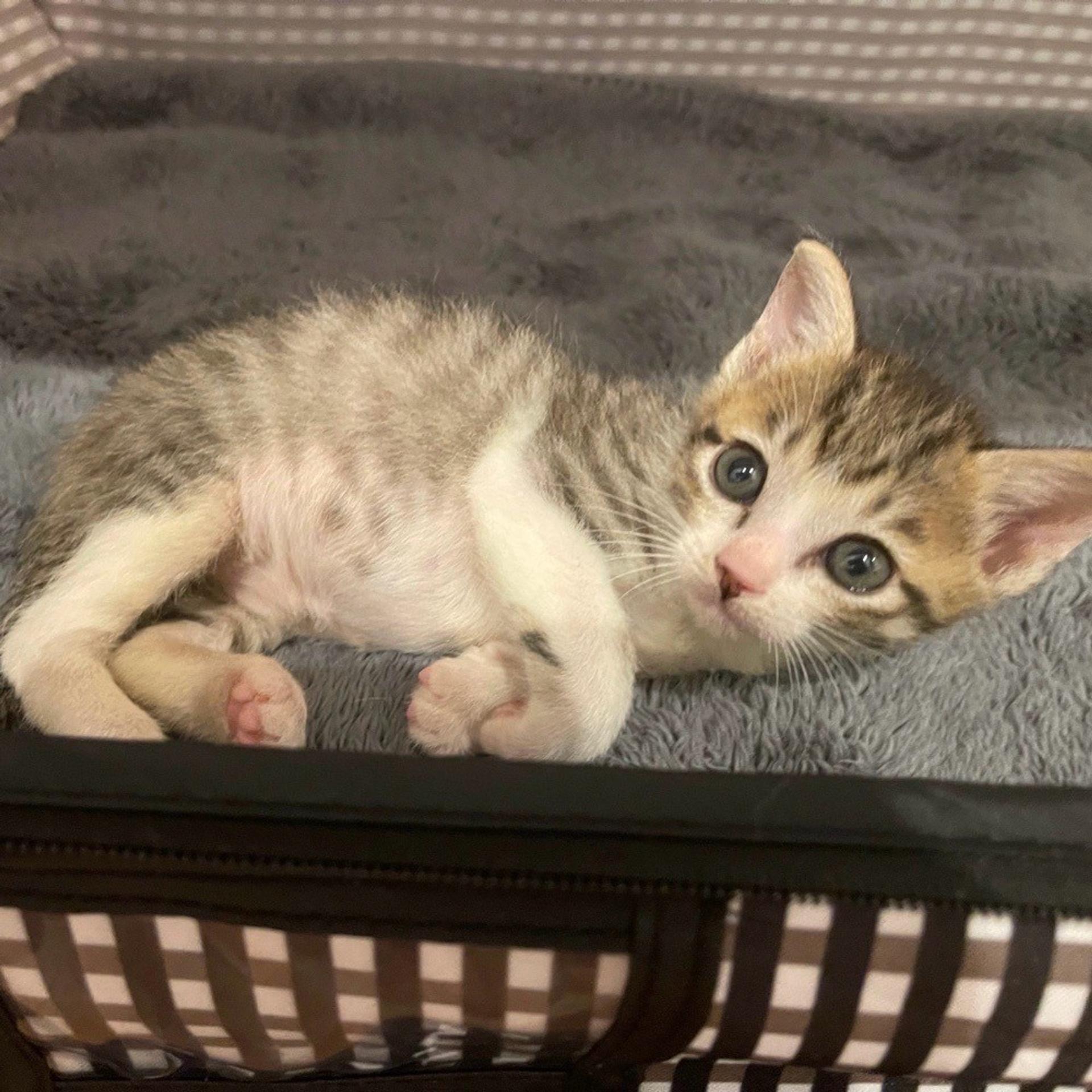 pet-image-3