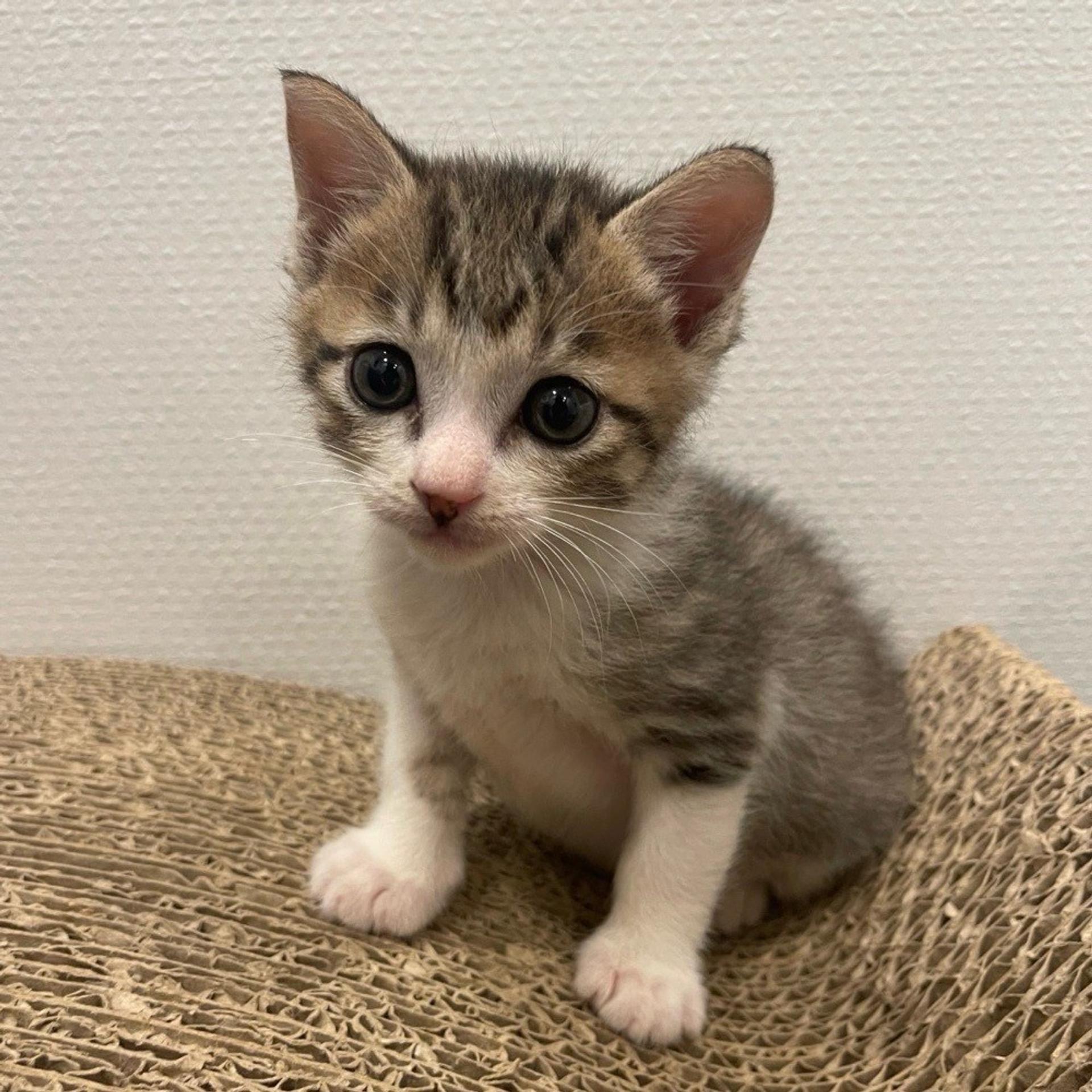 pet-image-6