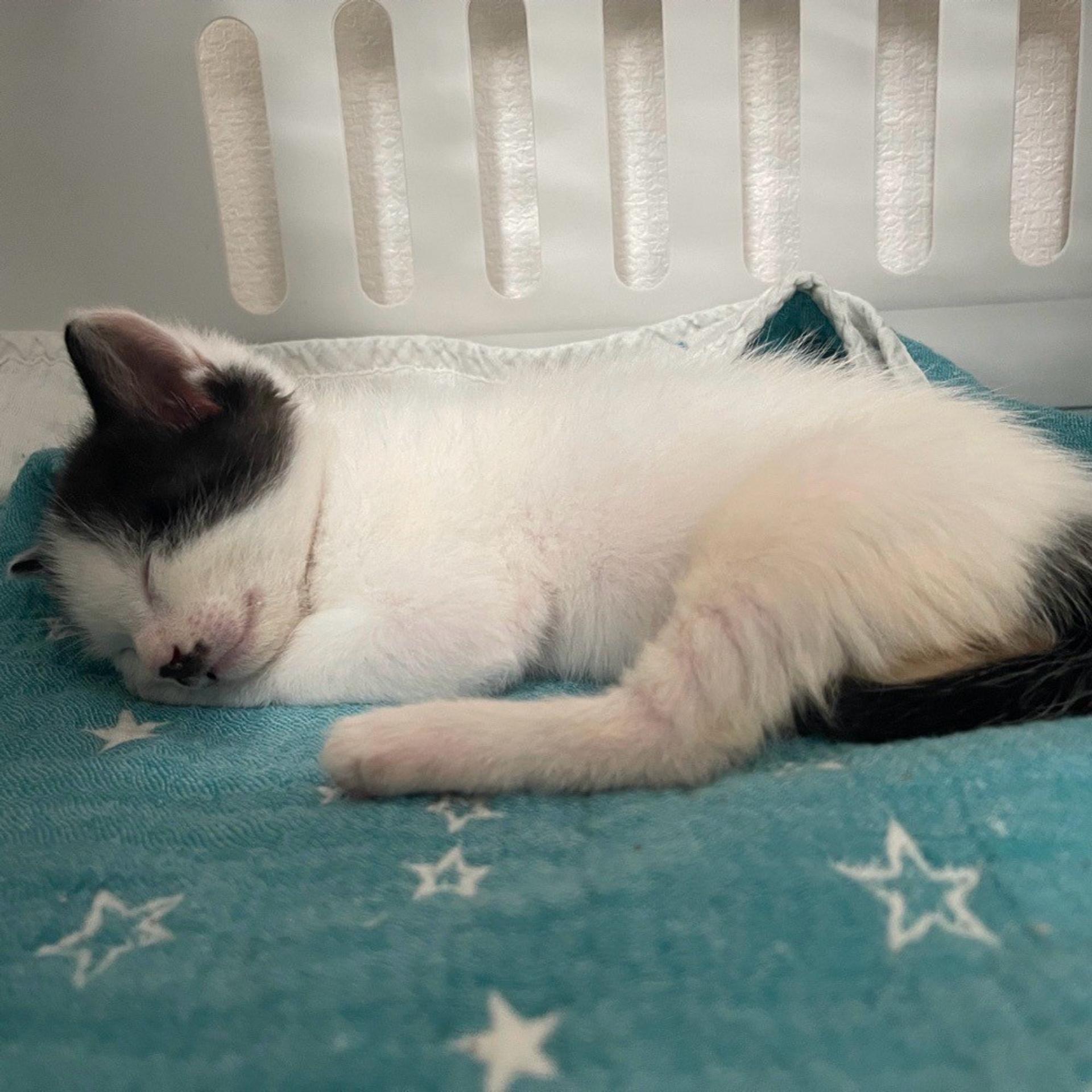 pet-image-5