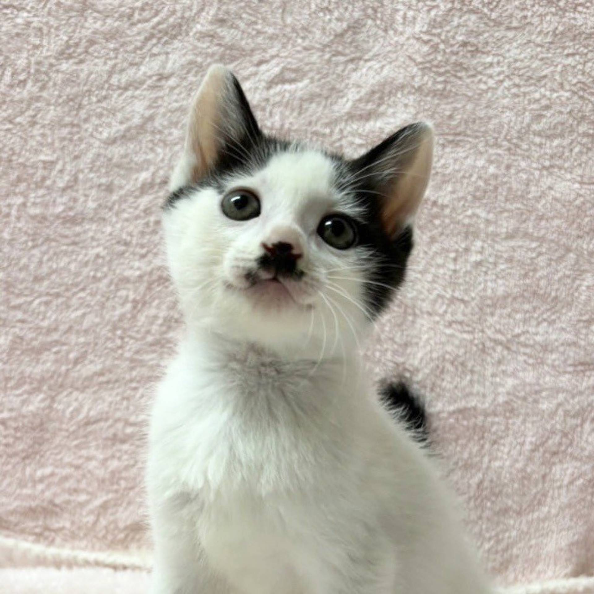 雑種（ミックス猫）・オスの里親募集の写真