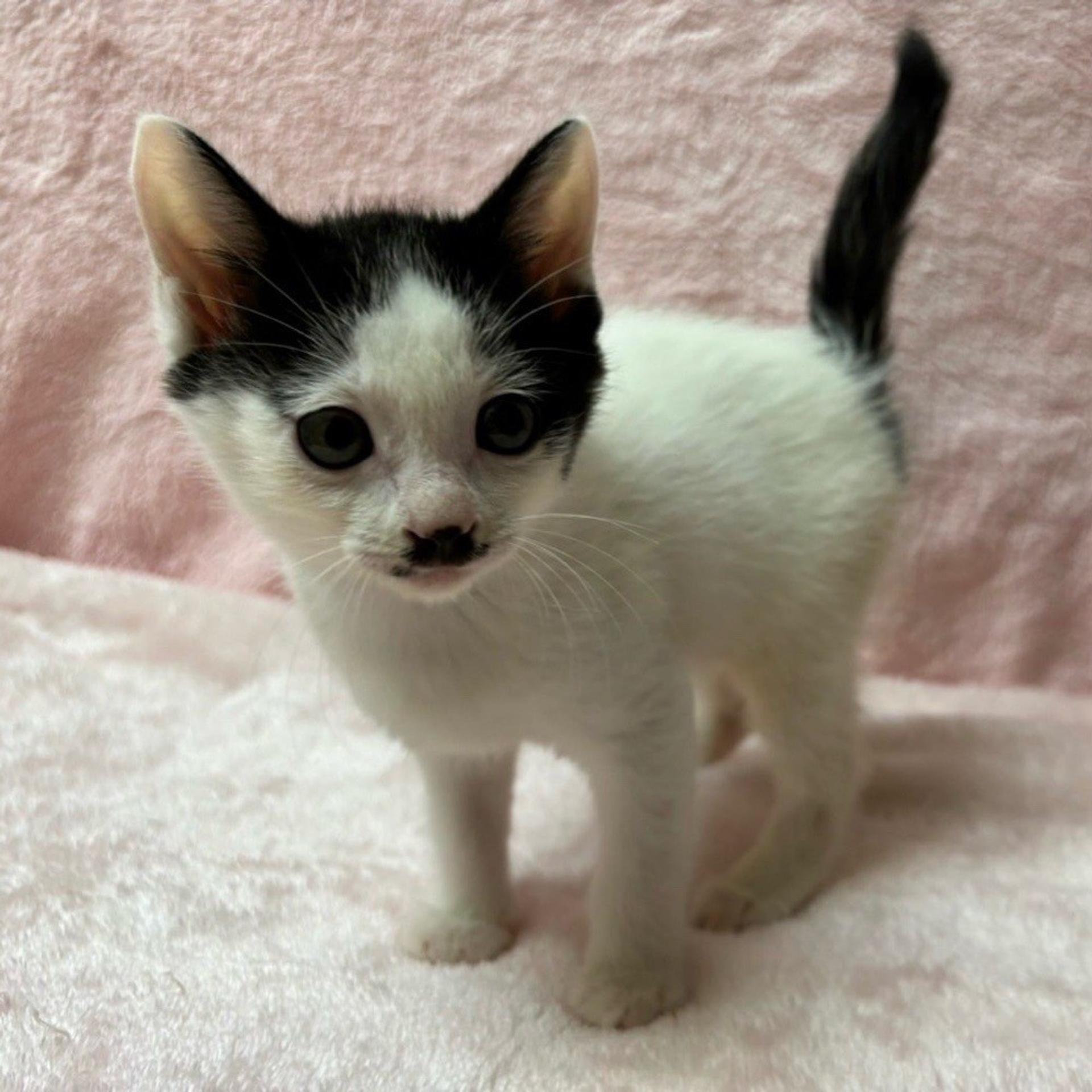 pet-image-2