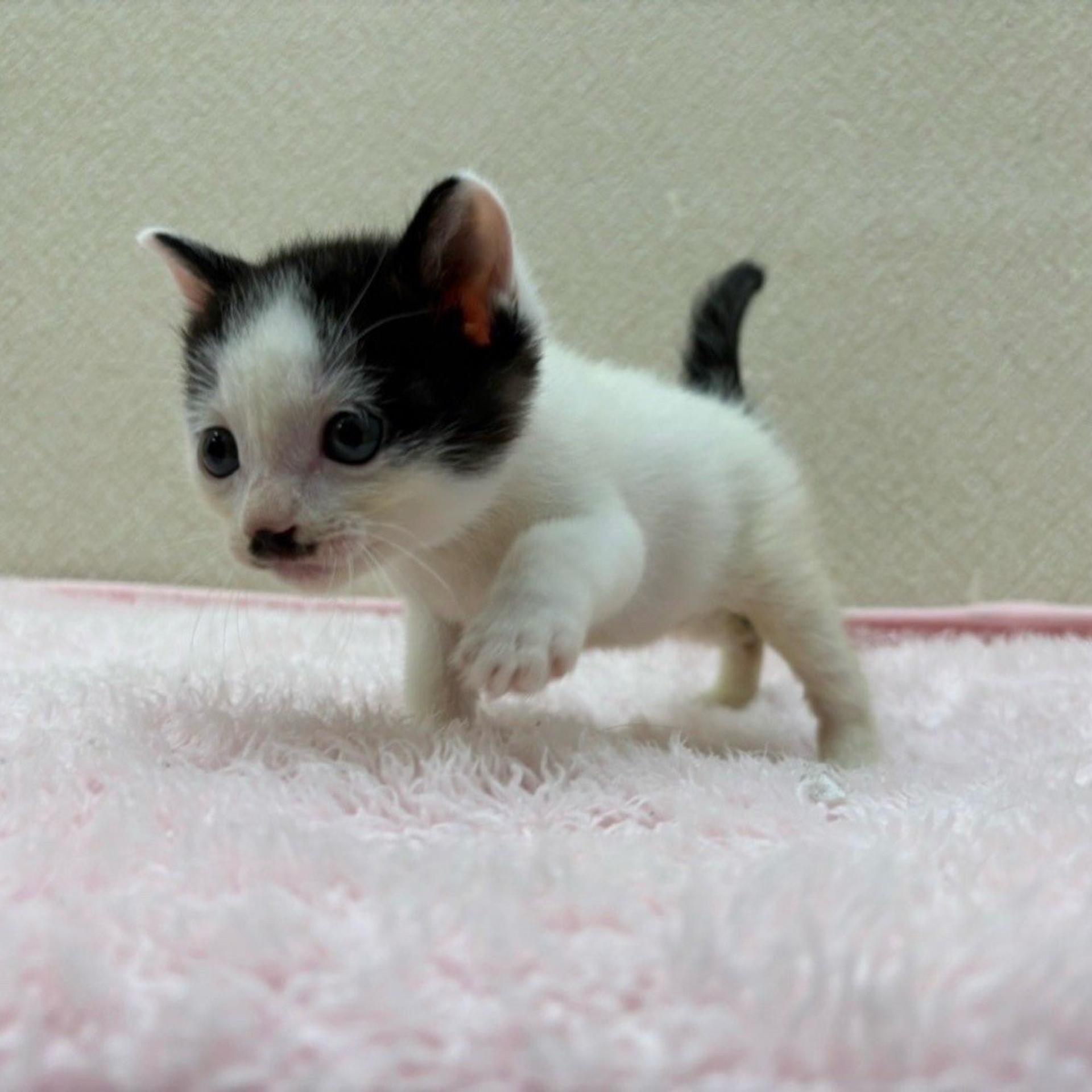 pet-image-3