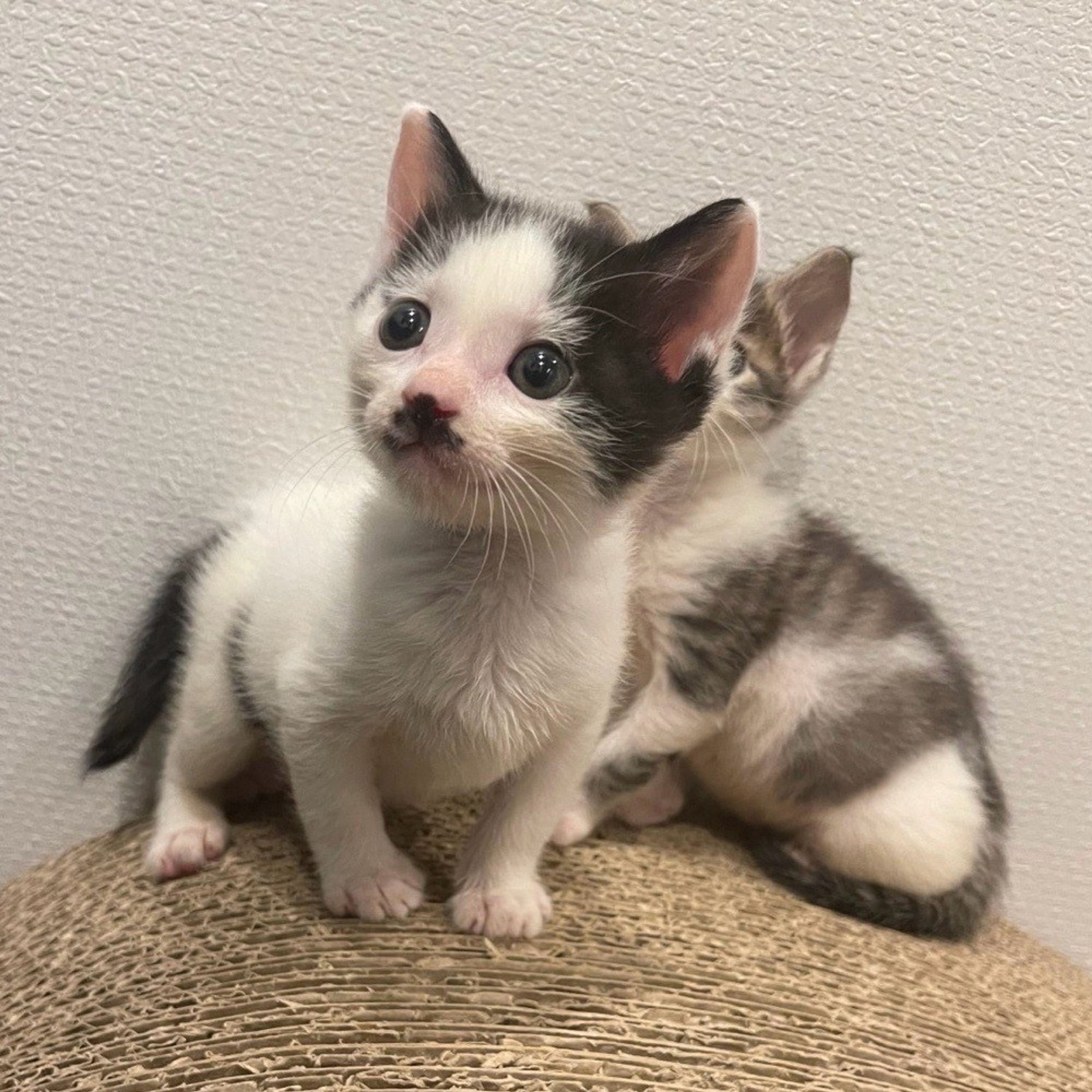 pet-image-4
