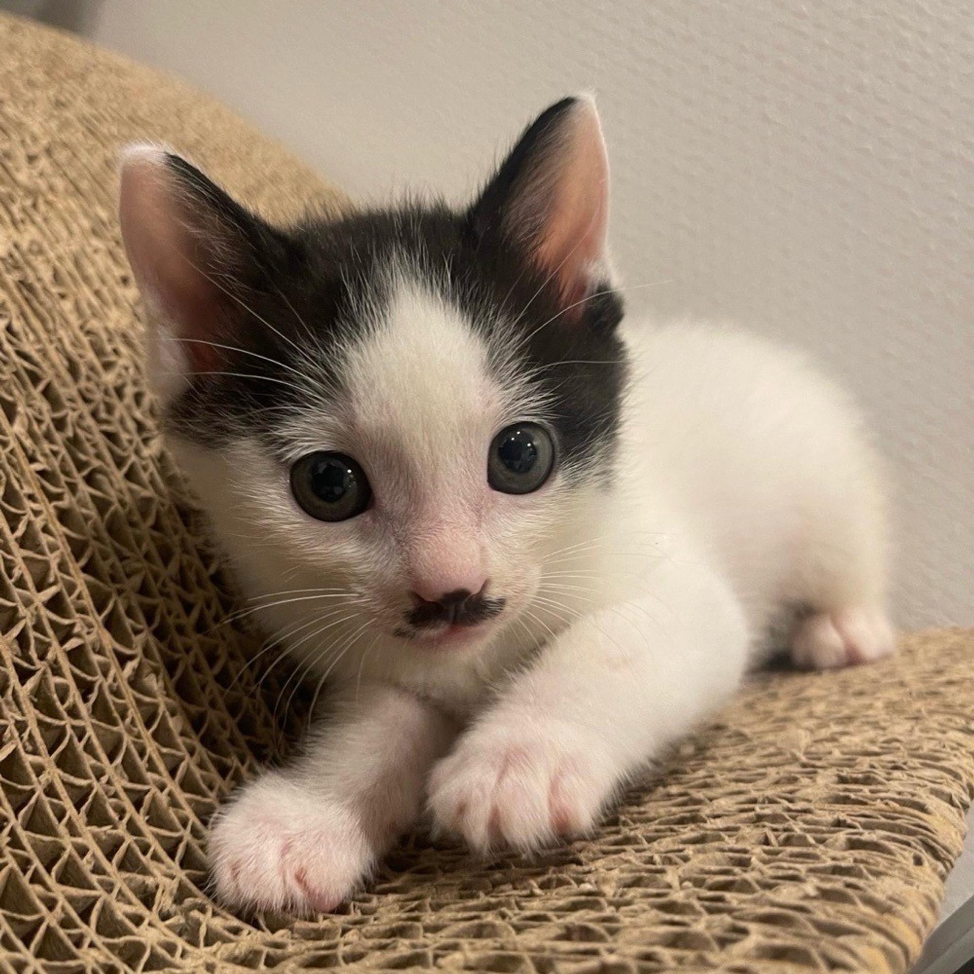 pet-image-8
