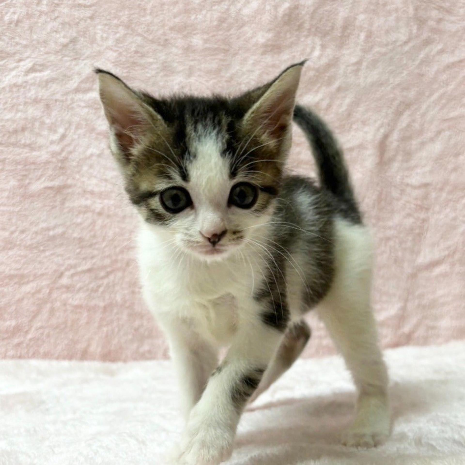 pet-image-2