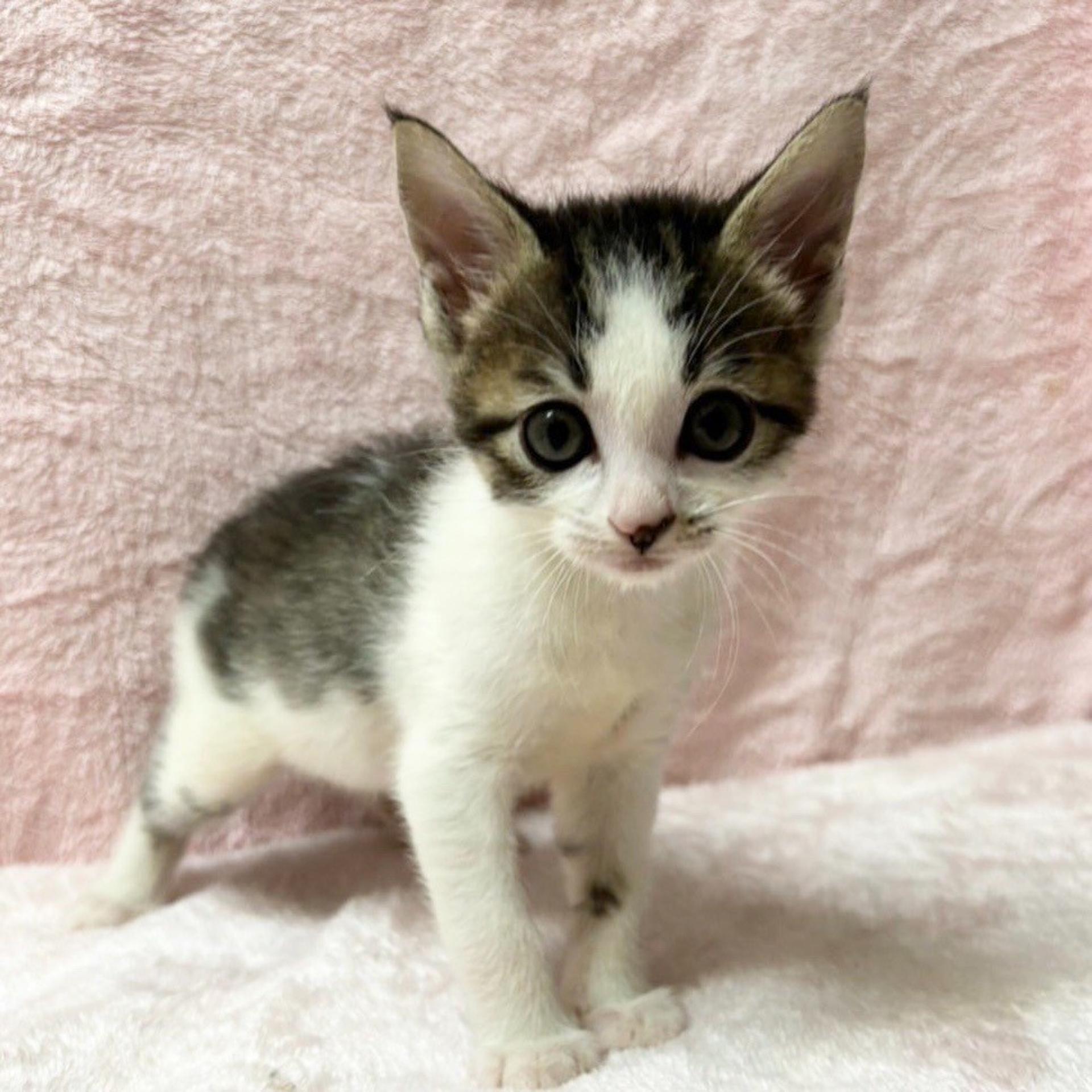 pet-image-5