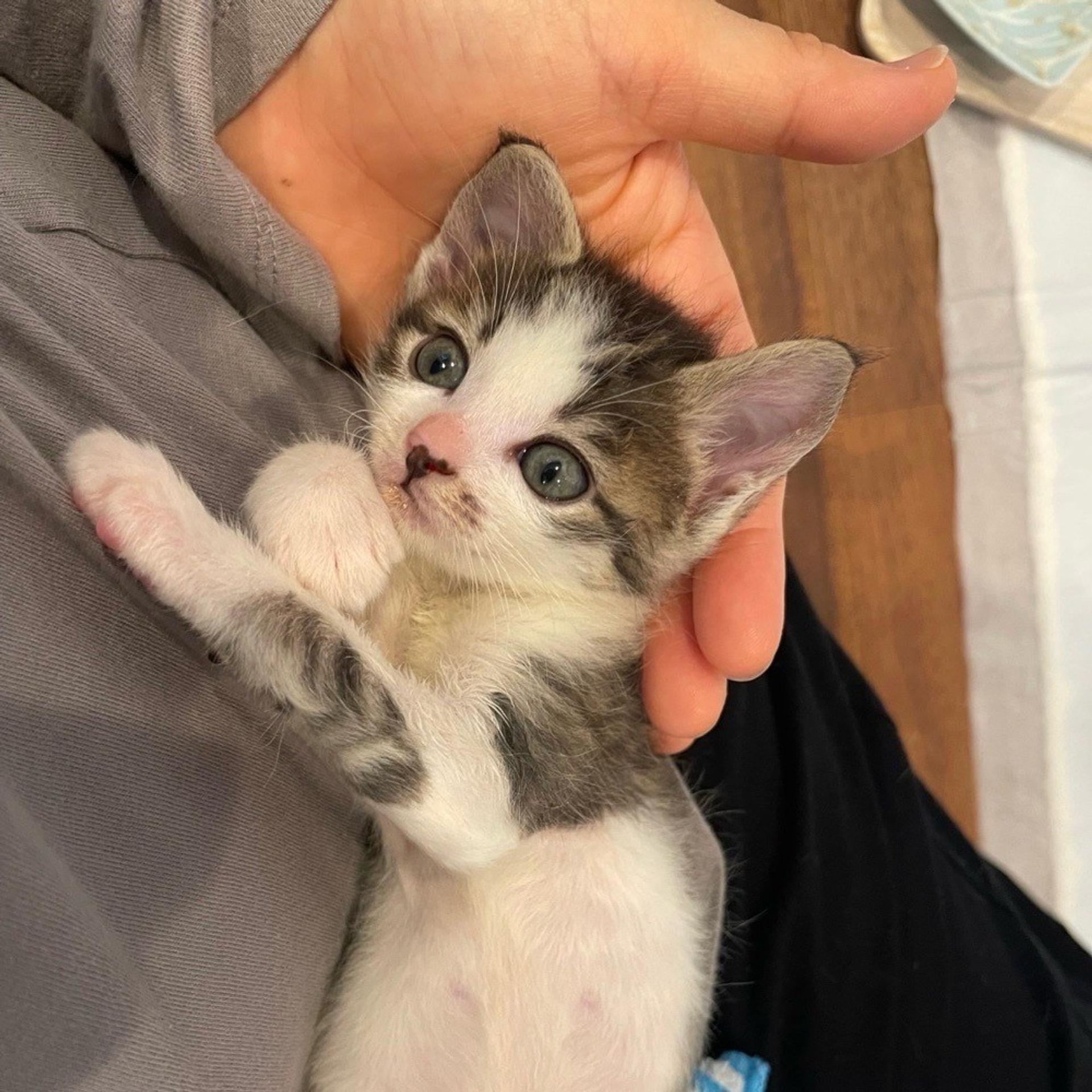pet-image-3