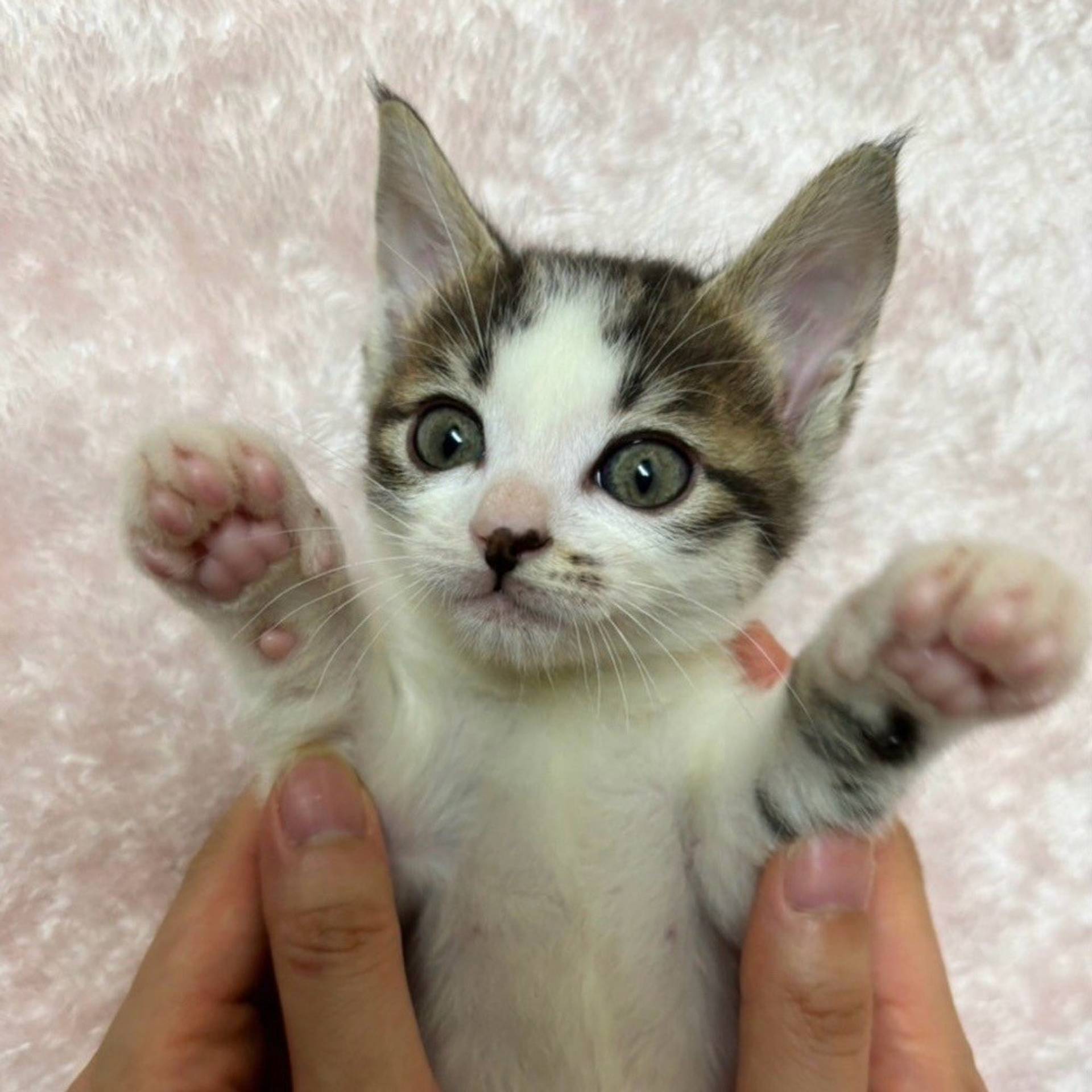 雑種（ミックス猫）・メスの里親募集の写真