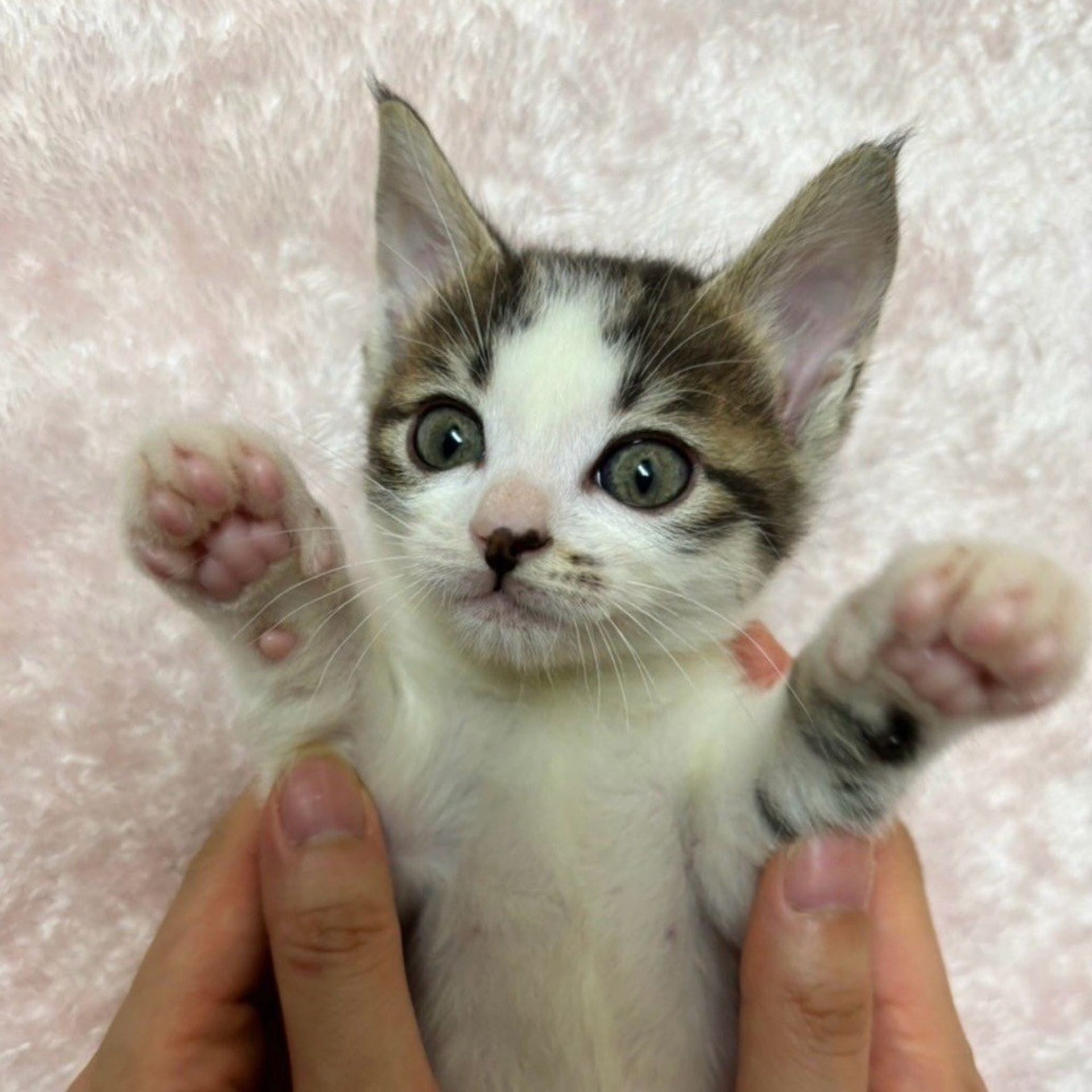 雑種（ミックス猫）・メスの里親募集の写真