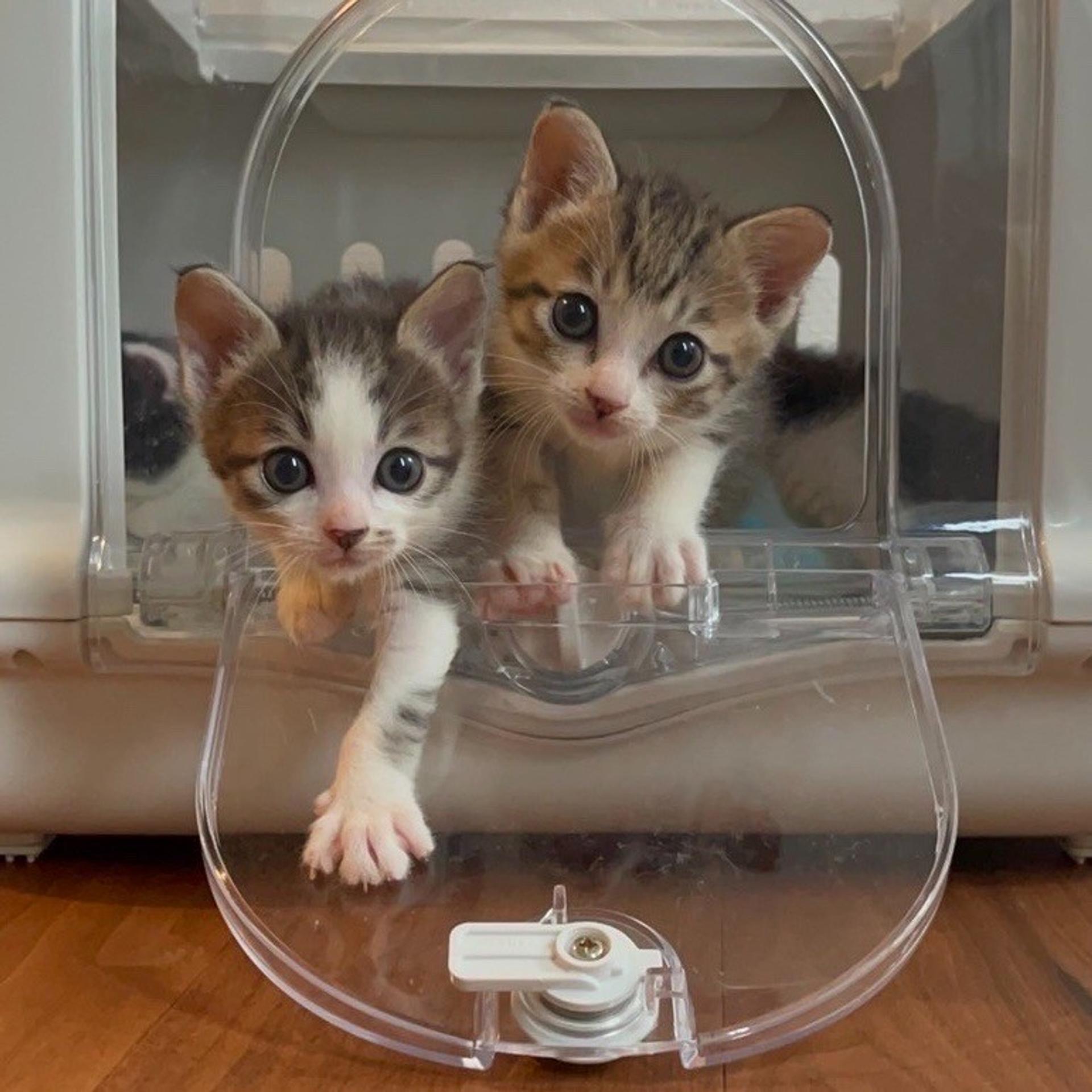 pet-image-6